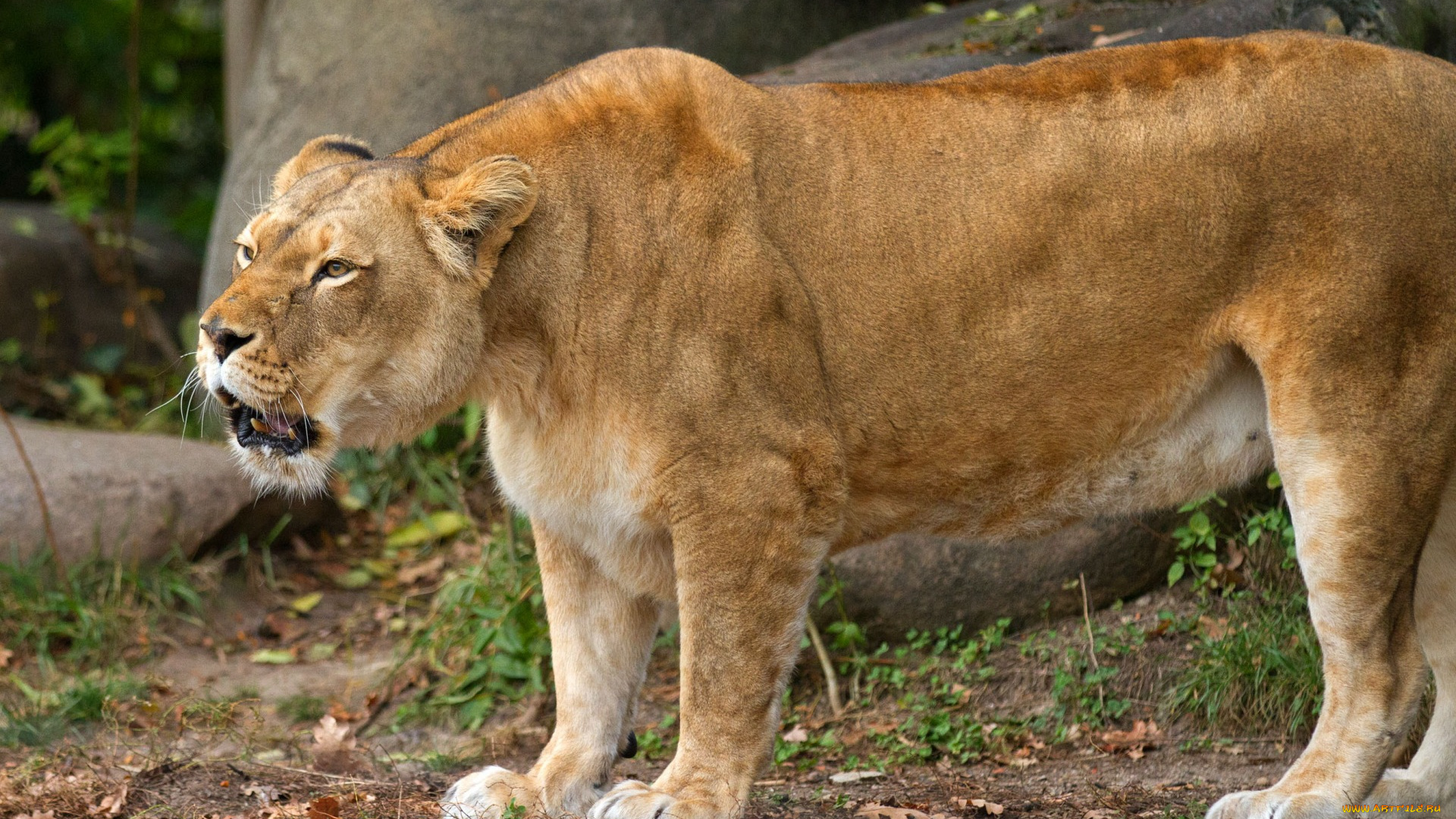 животные, львы, анфас