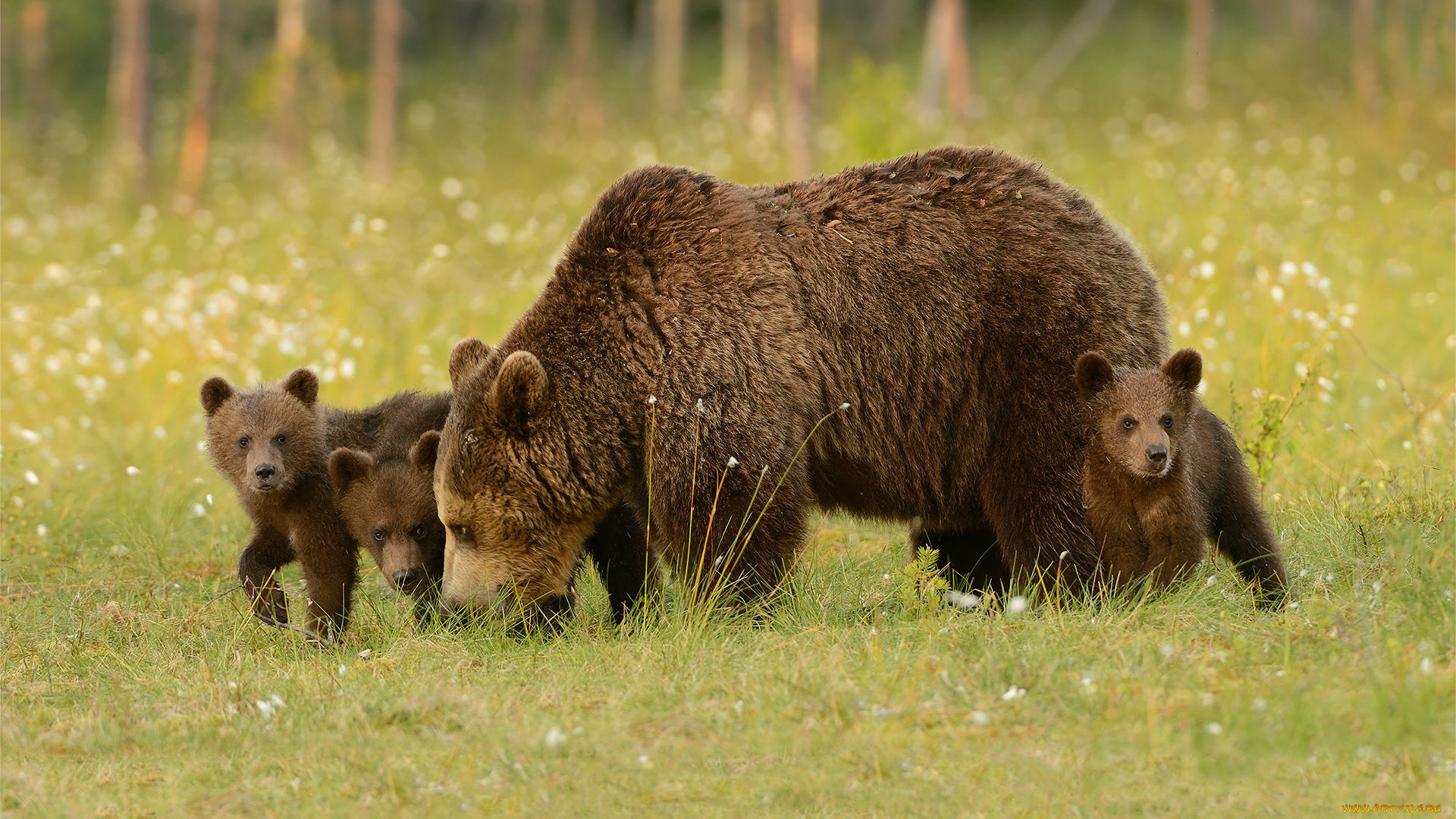 животные, медведи, семья