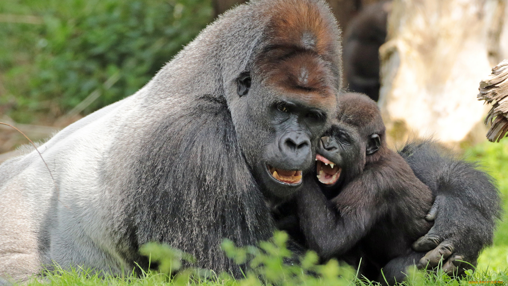 животные, обезьяны, мама, малыш, природа, зоо