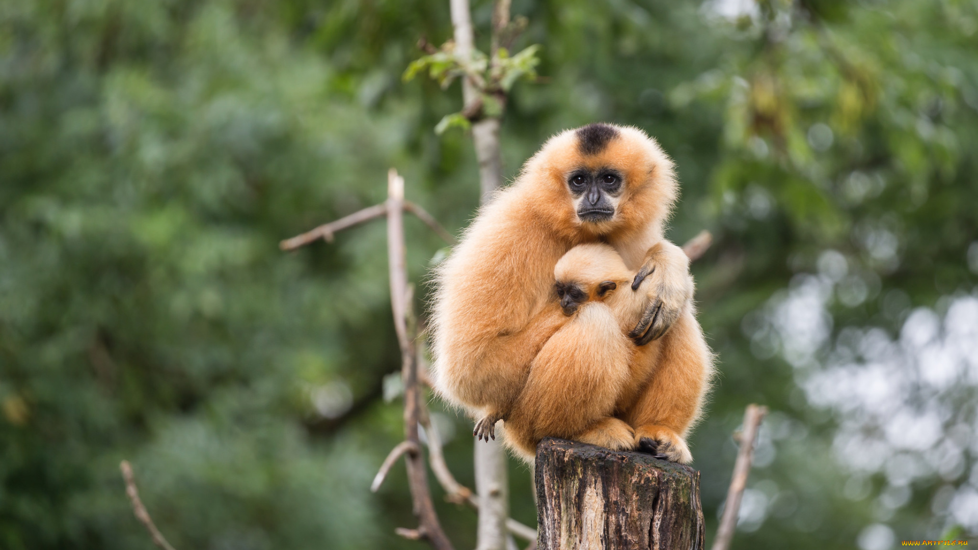 животные, обезьяны, пень, зоо, природа