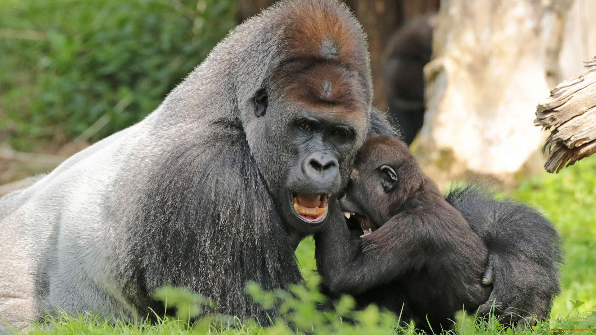 животные, обезьяны, природа, малыш, мама, животное, большой, обезьяна