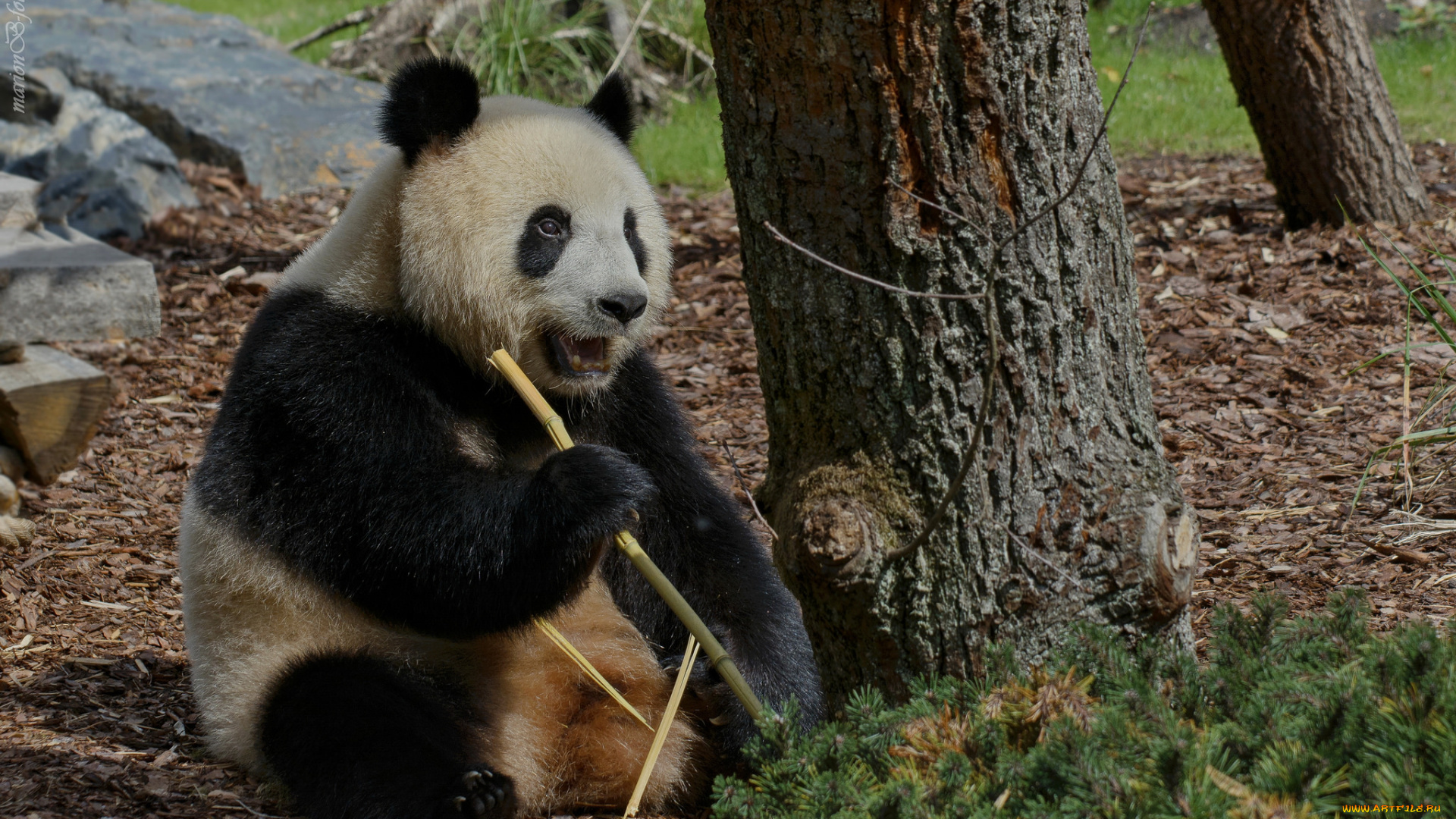 животные, панды, панда, медведь, трава, бамбук