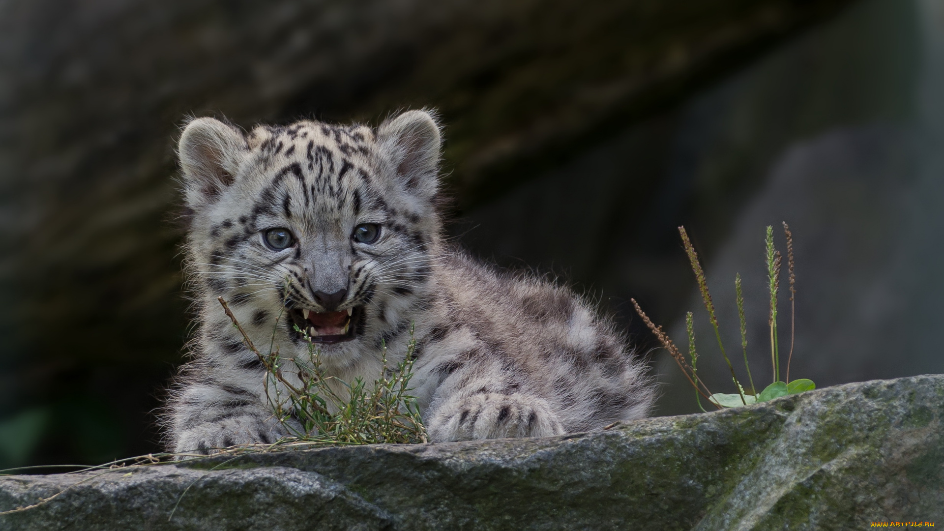 животные, снежный, барс, , ирбис, морда, кошка, снежный, барс