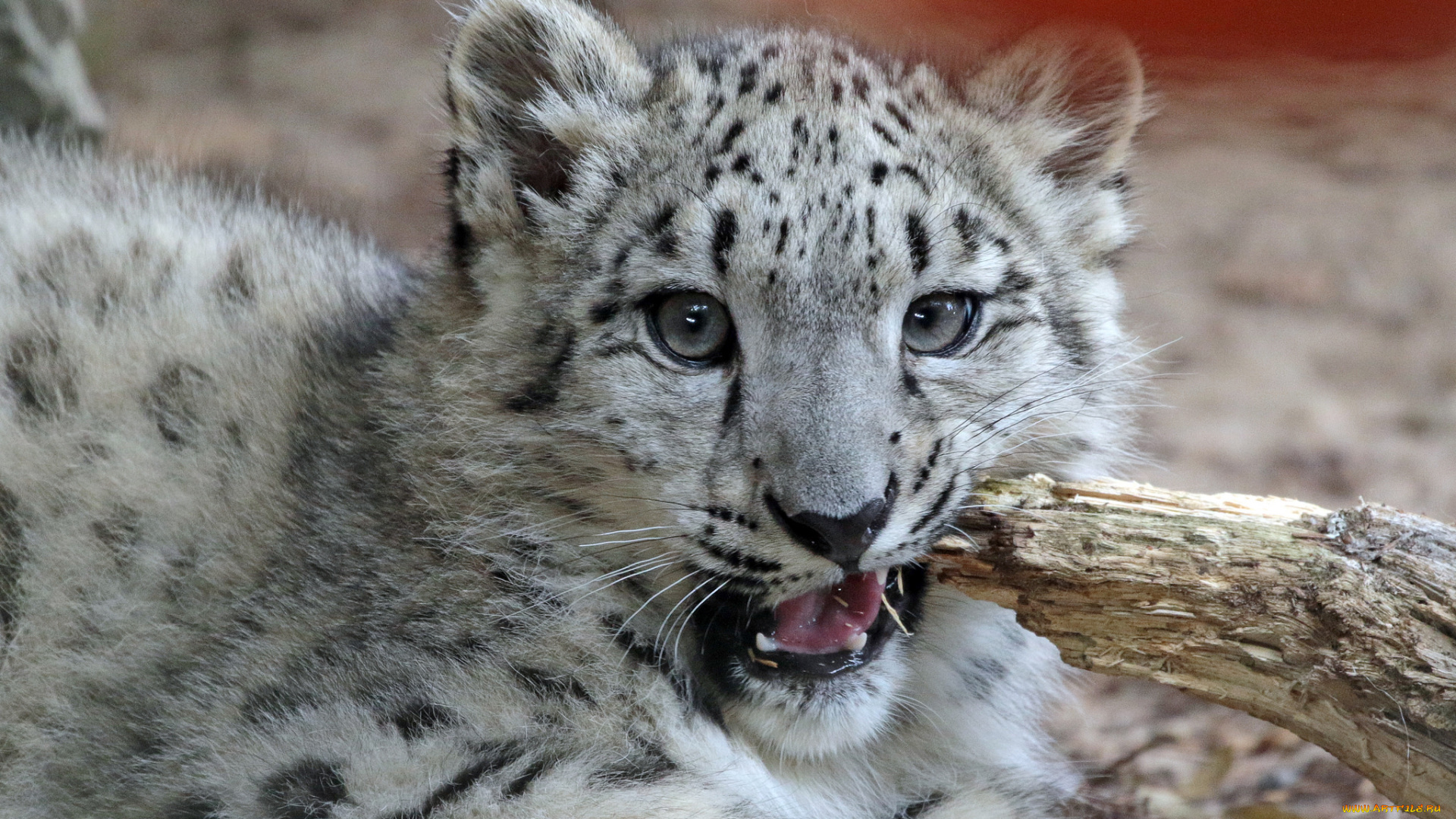 животные, снежный, барс, , ирбис, животное, кошка, природа, снежный, барс