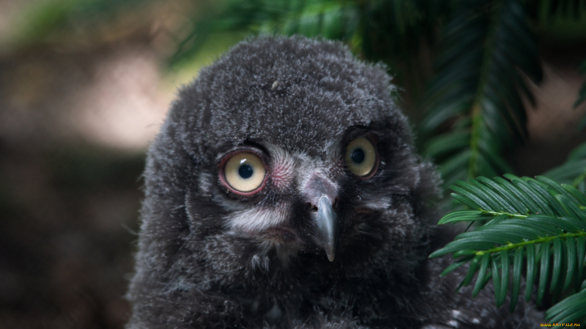 животные, совы, птица, сова, перья, окрас