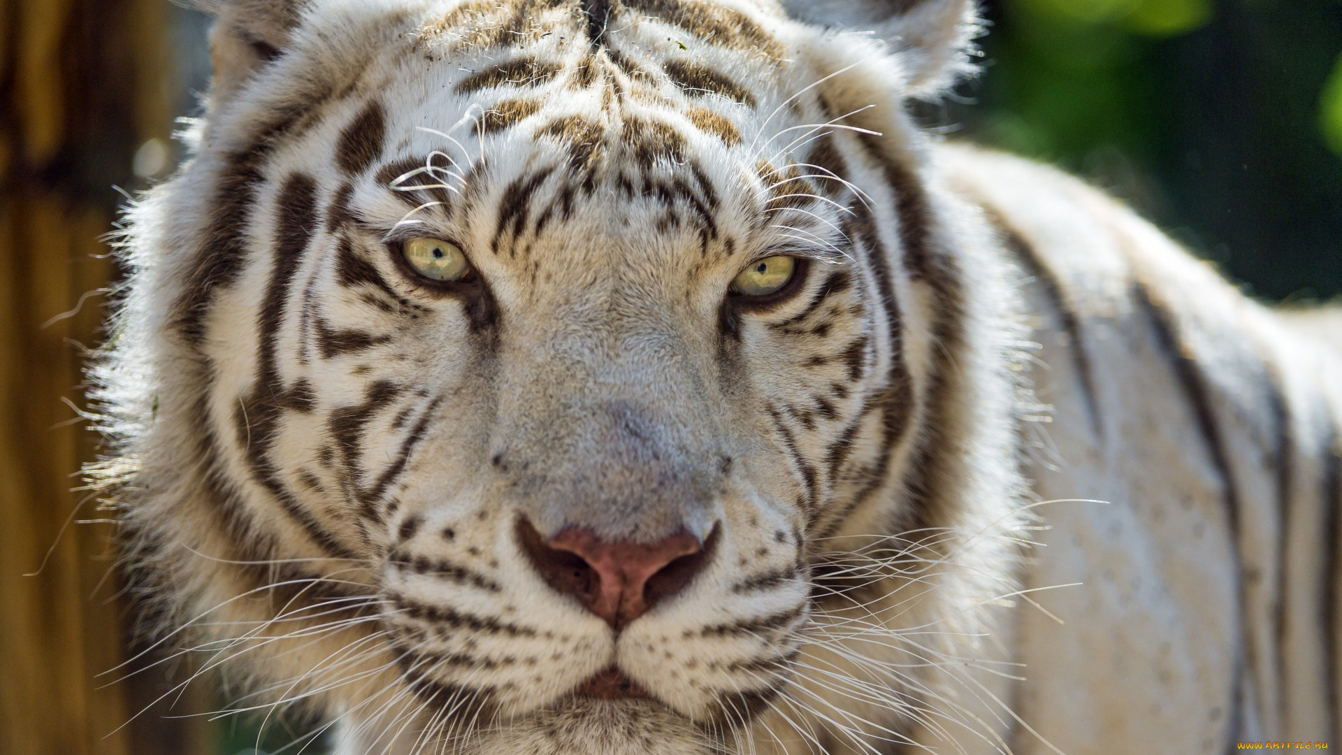 животные, тигры, морда