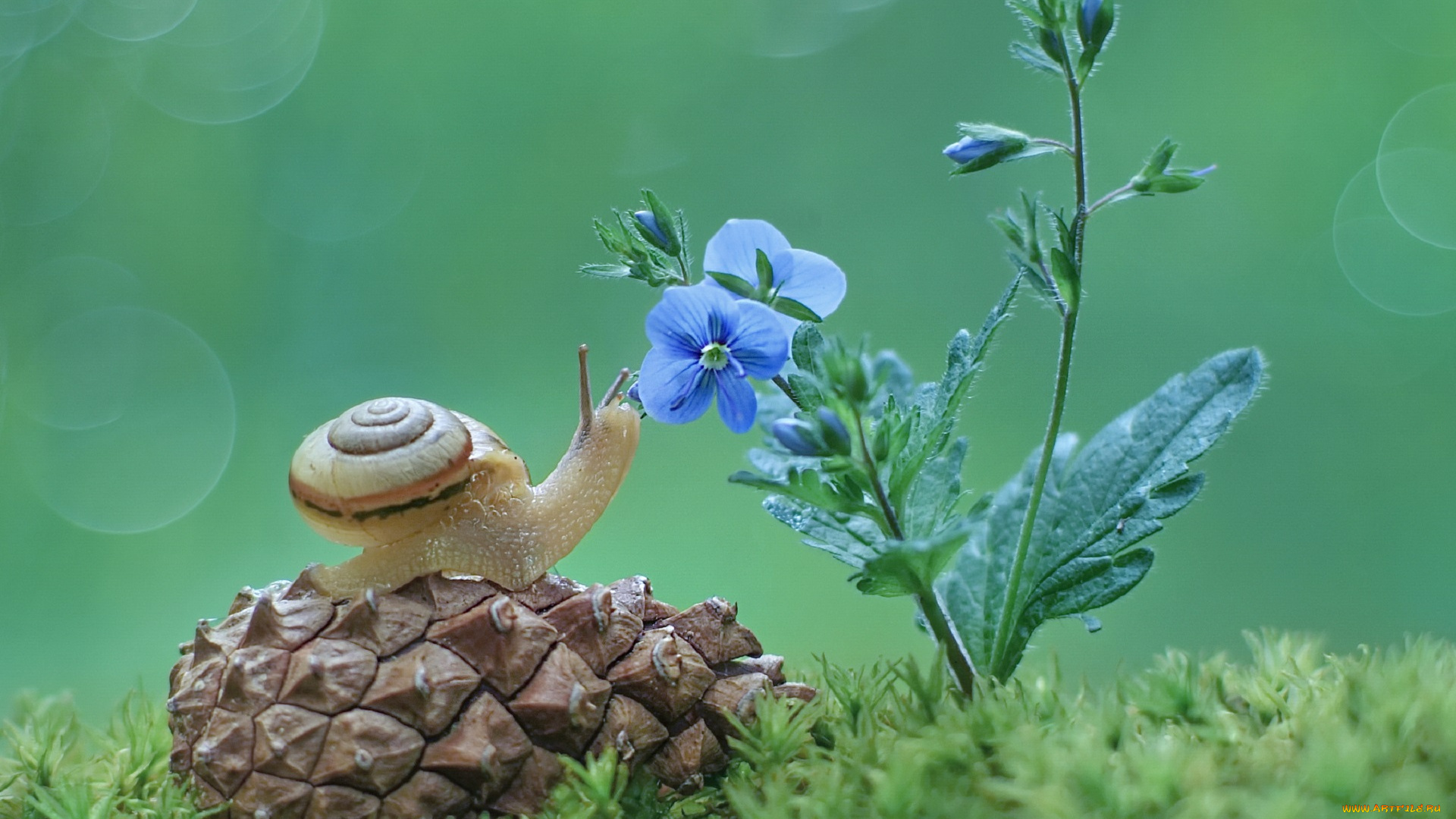животные, улитки, шишка, улитка, фон, цветы, макро, трава