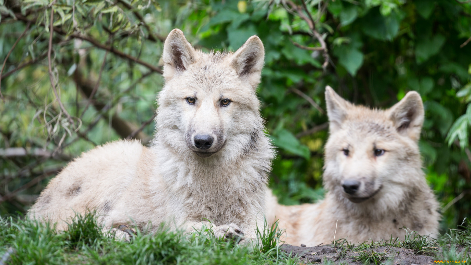 животные, волки, , койоты, , шакалы, природа, лес, белые