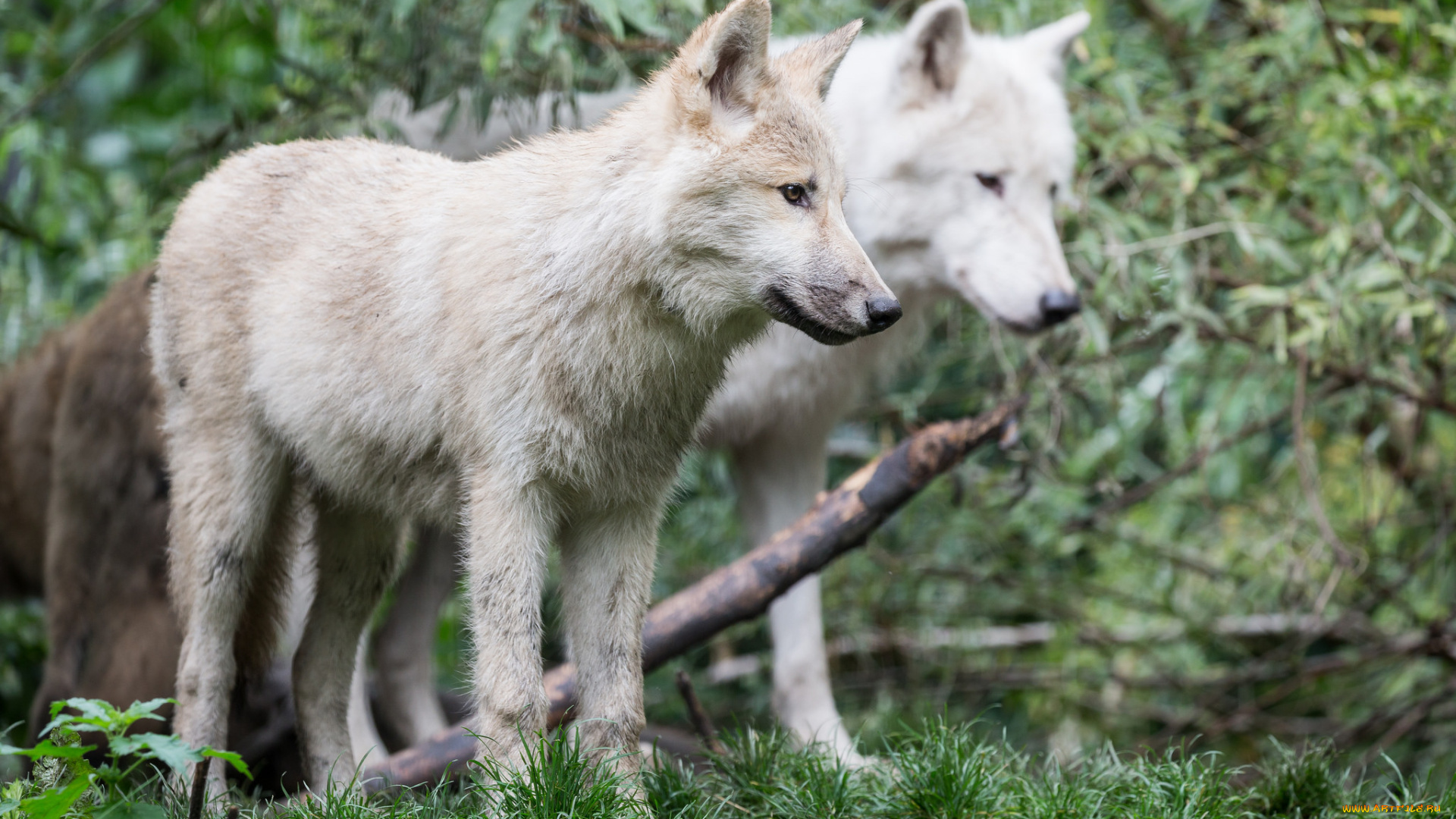 животные, волки, , койоты, , шакалы, природа, лес, белые