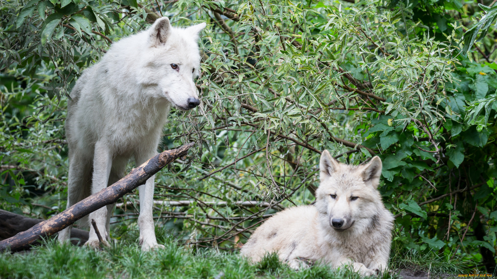 животные, волки, , койоты, , шакалы, природа, лес, белые