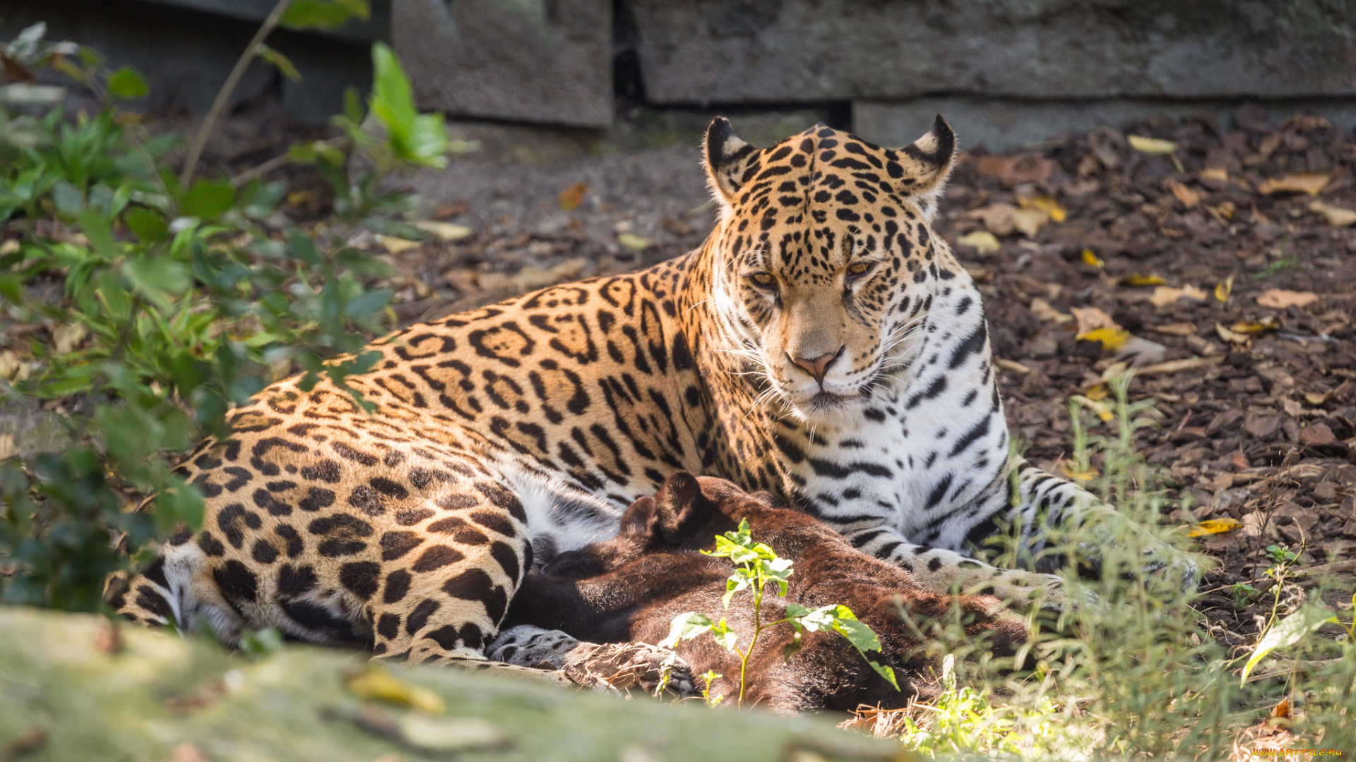 животные, Ягуары, мама, ягуары, малыш, зоо, природа, семья