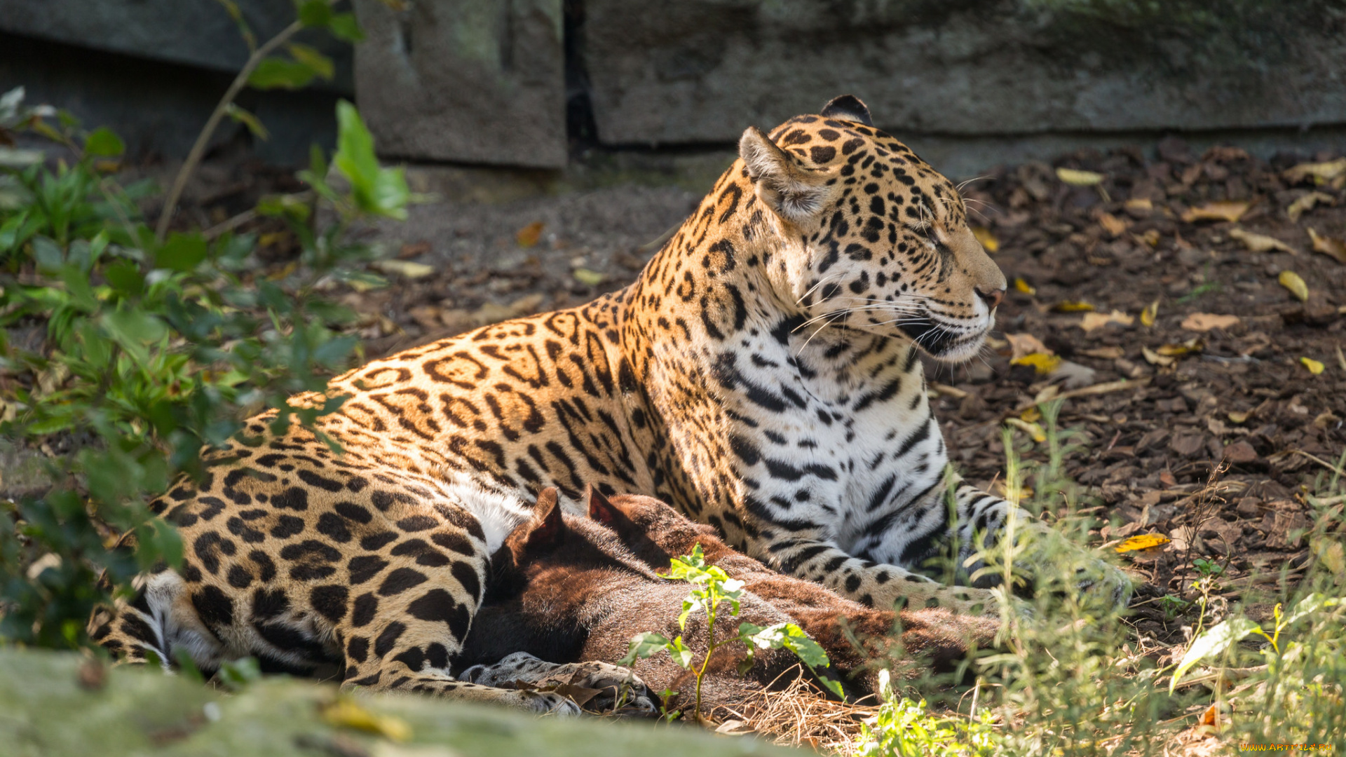 животные, Ягуары, мама, зоо, малыш, ягуары, семья, природа