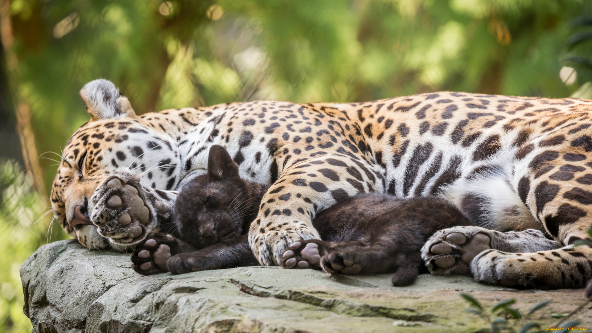 животные, Ягуары, взгляд, морда, кошка, ягуар