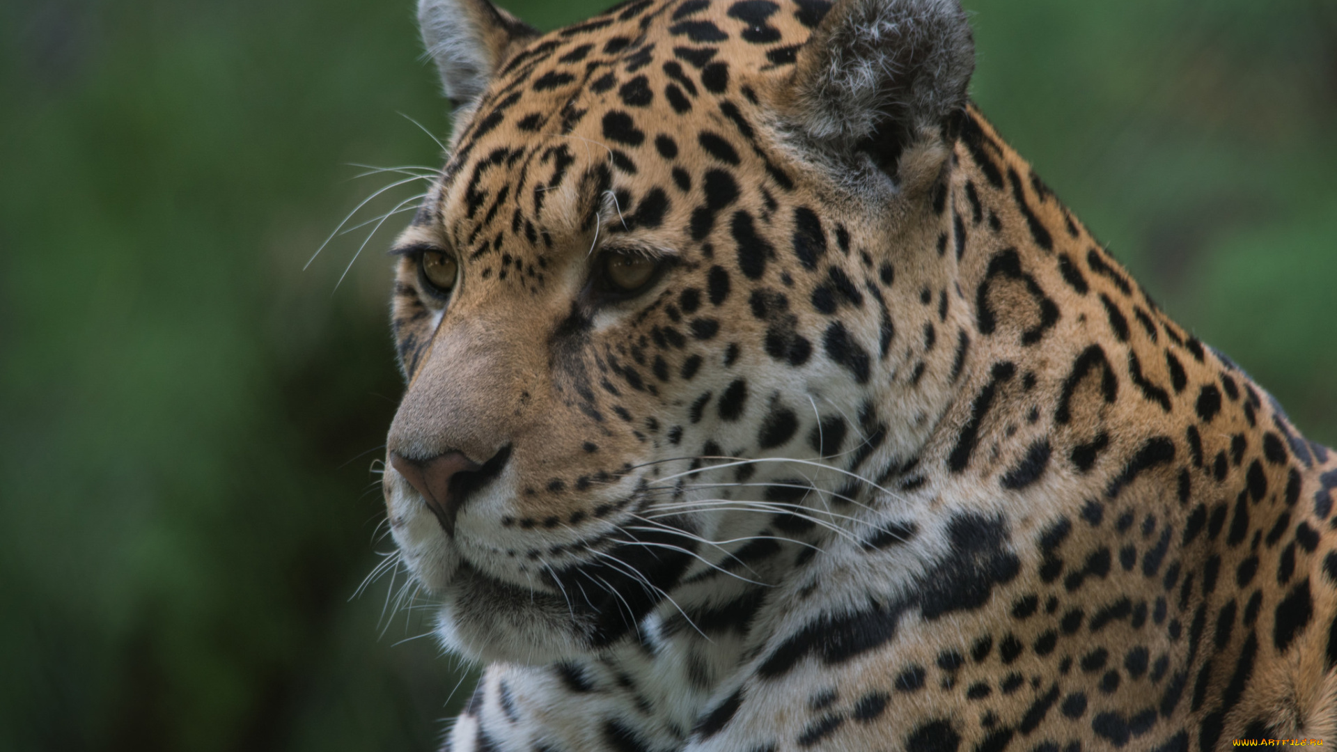 животные, Ягуары, взгляд, морда, ягуар, кошка