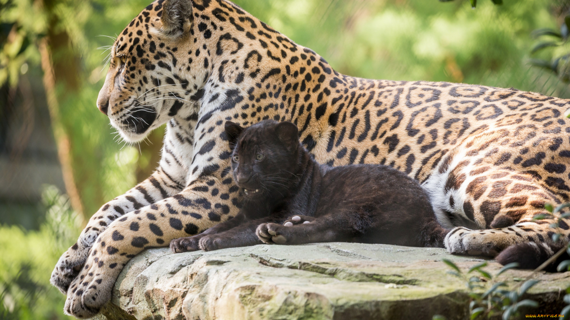 животные, Ягуары, ягуары, семья, природа, малыш, мама, зоо