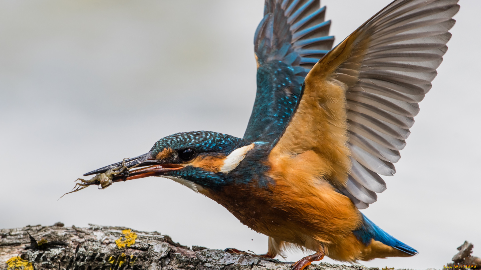 животные, зимородки, природа, зимородок, птица, перышки