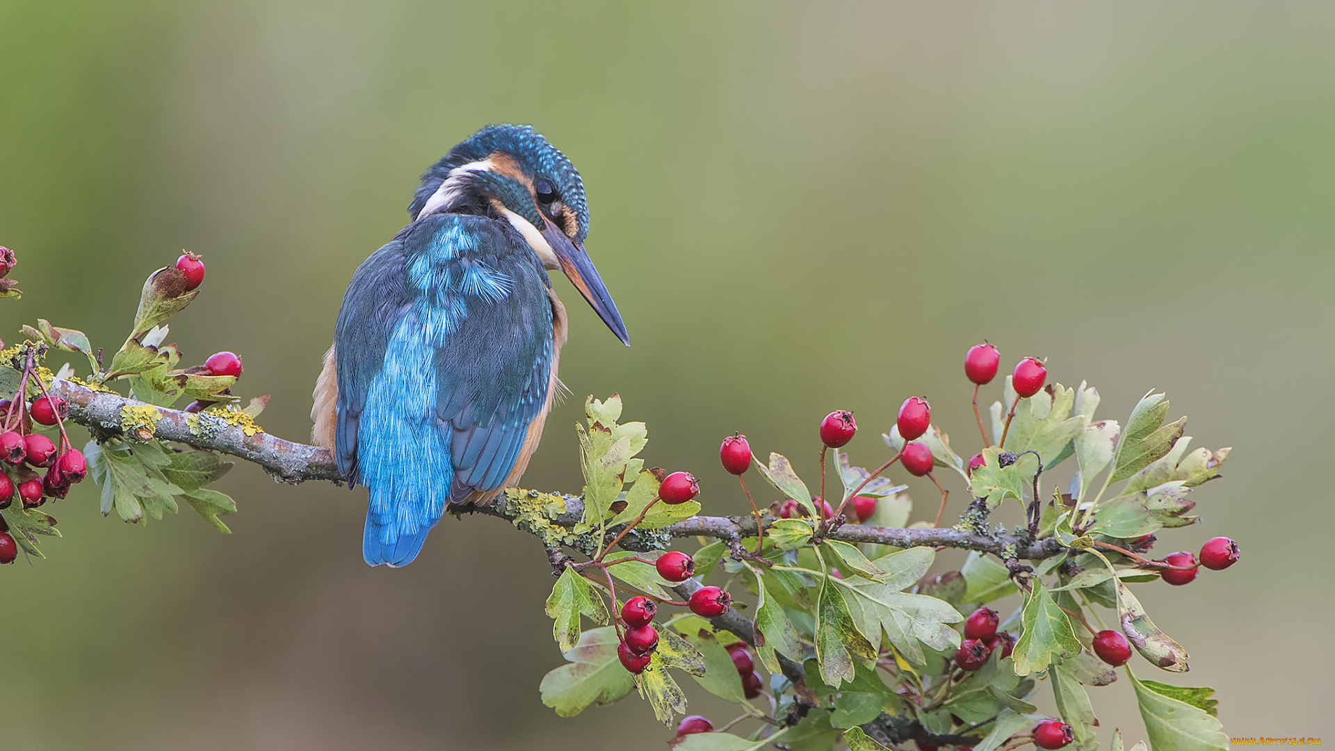 животные, зимородки, зимородок, ветка, птица, фон, ягоды