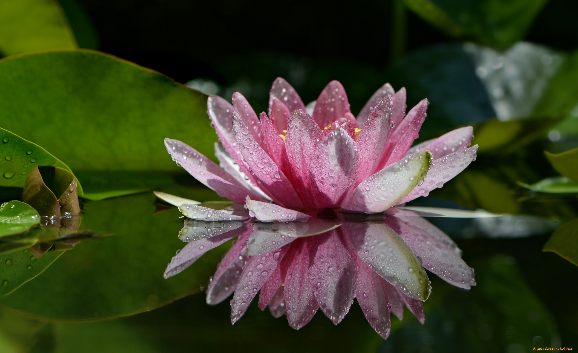 цветы, лилии, водяные, , нимфеи, , кувшинки, водяная, лилия, капли, дождя, нимфея, боке, природа, макро