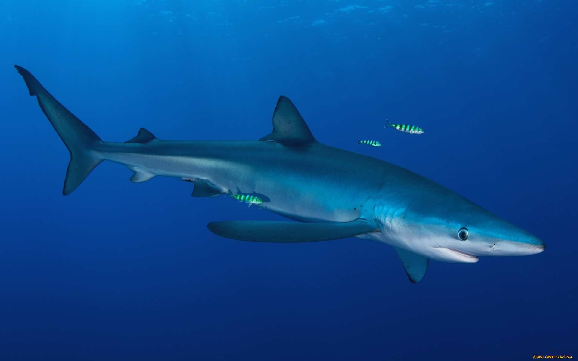 животные, акулы, водоем