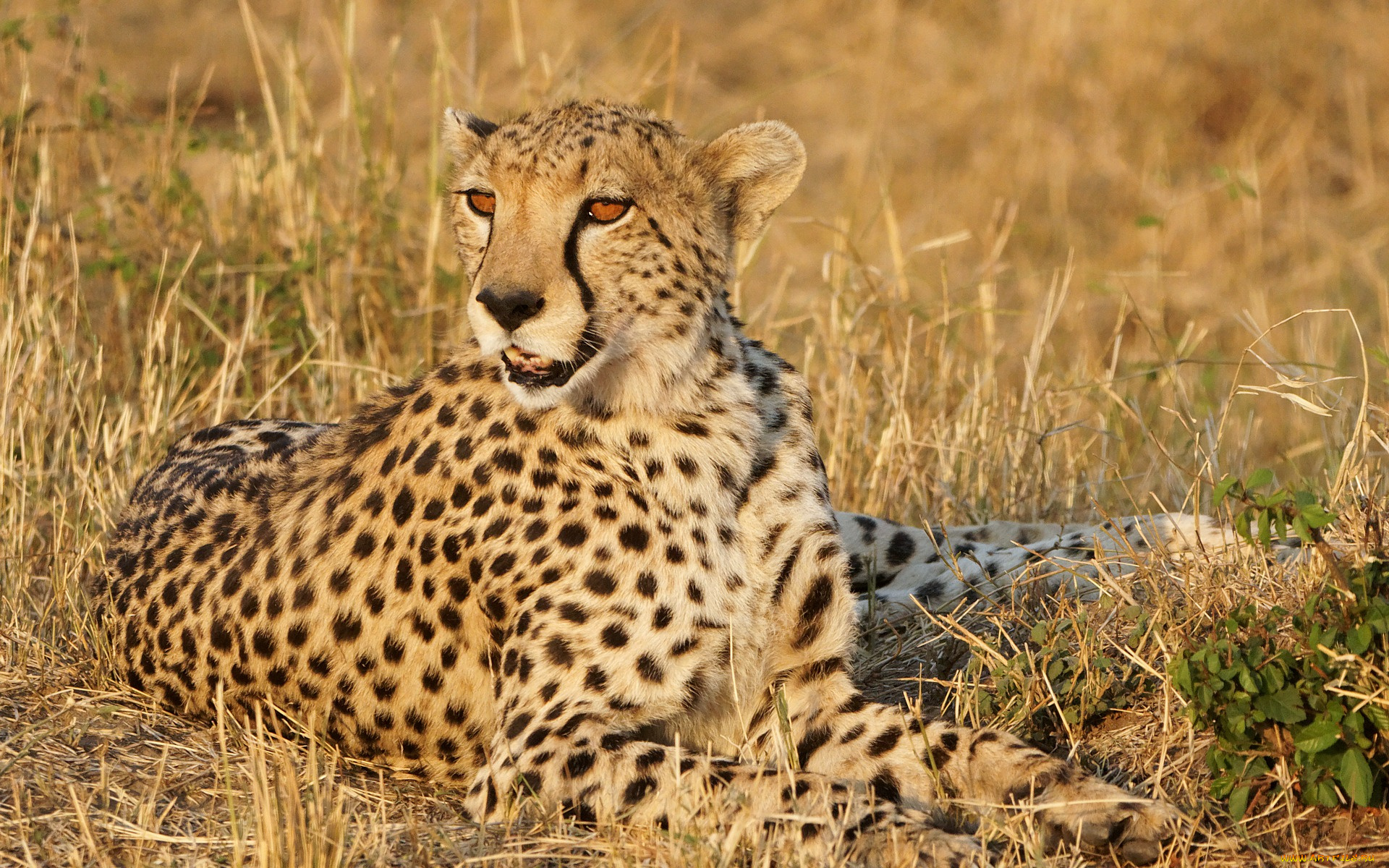 животные, гепарды, отдых