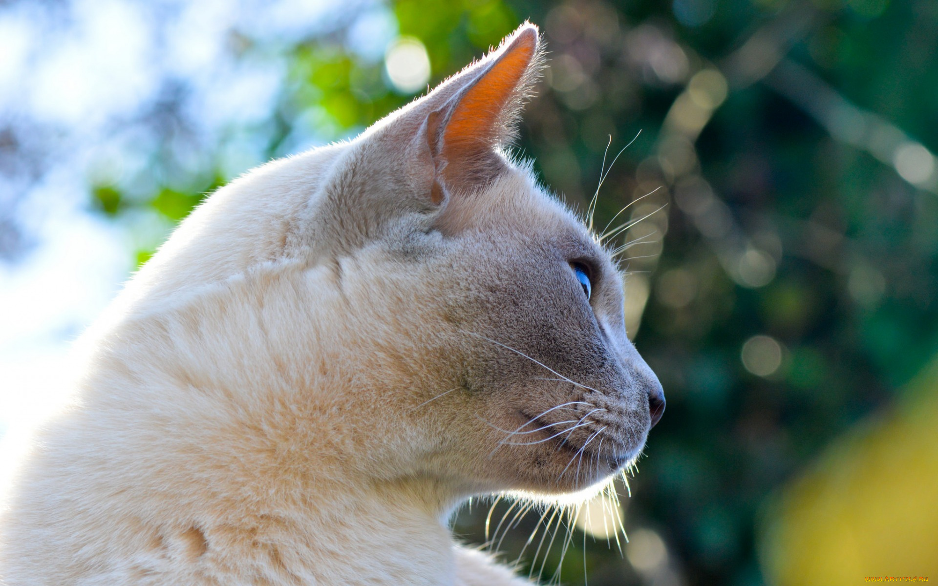 животные, коты, анфас