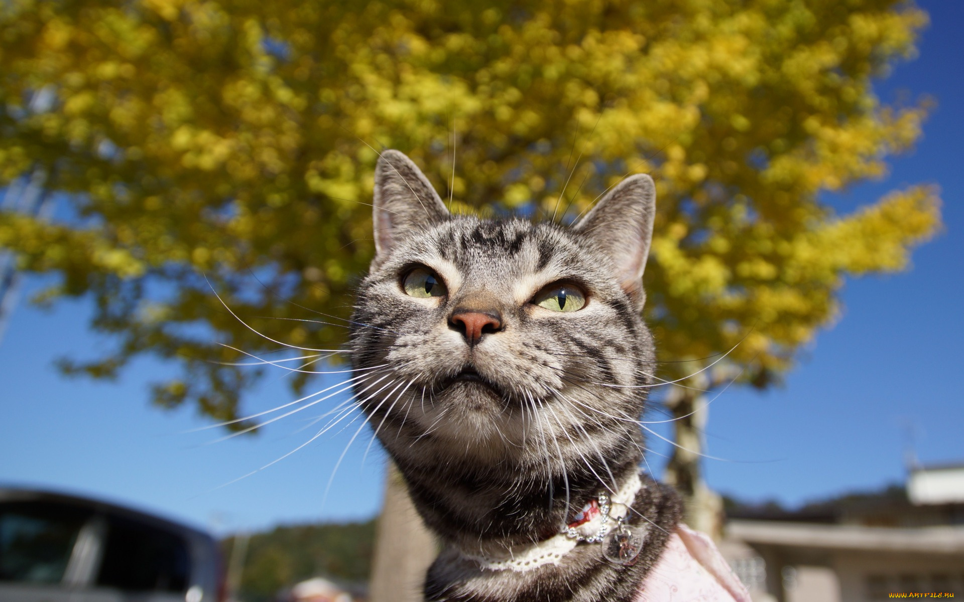 животные, коты, морда