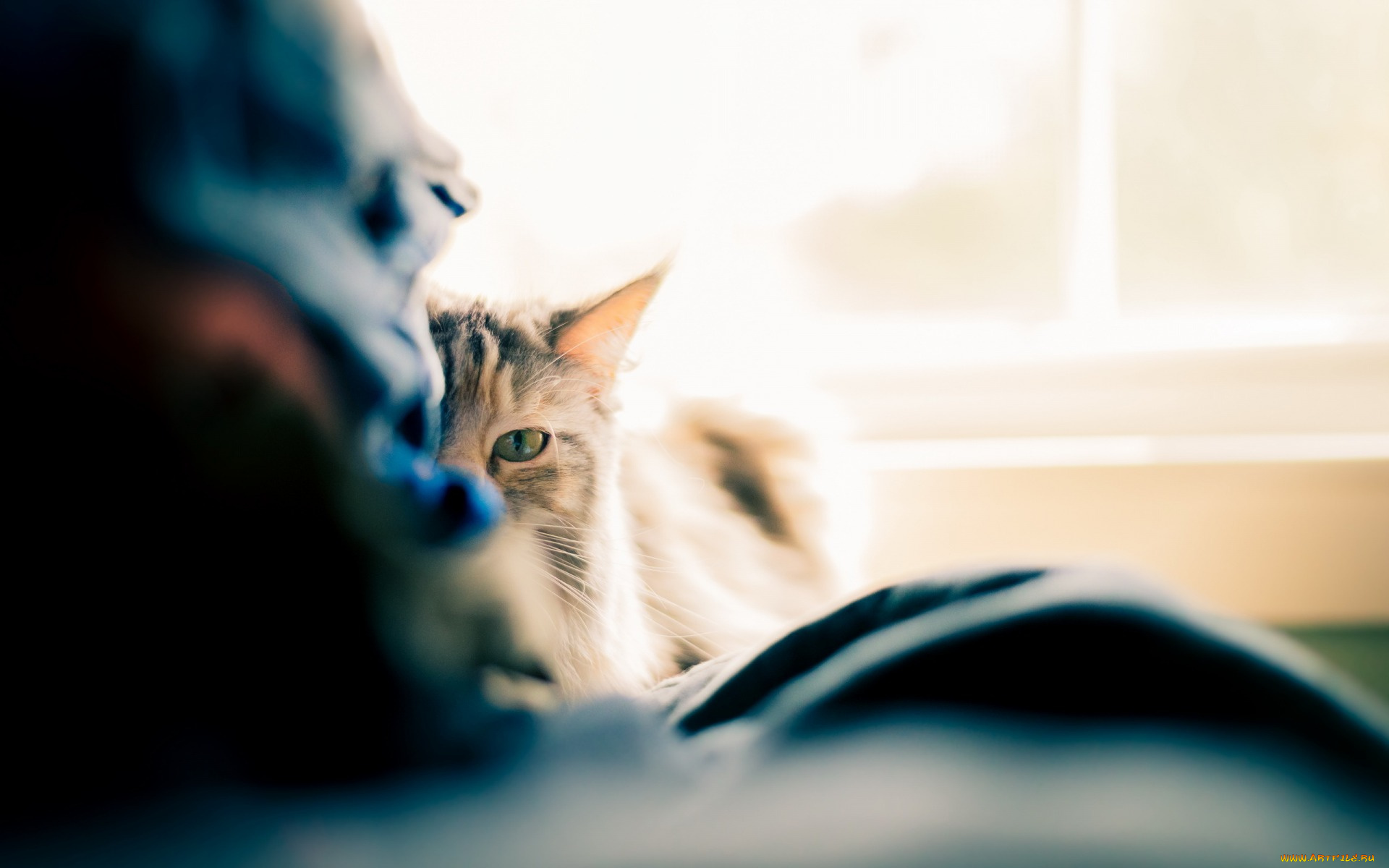 животные, коты, взгляд