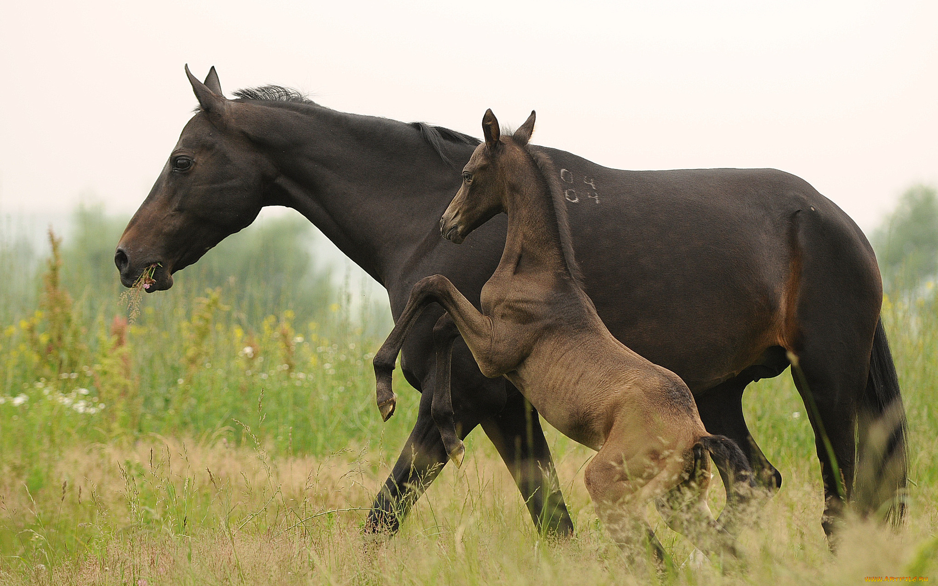 животные, лошади, жеребенок