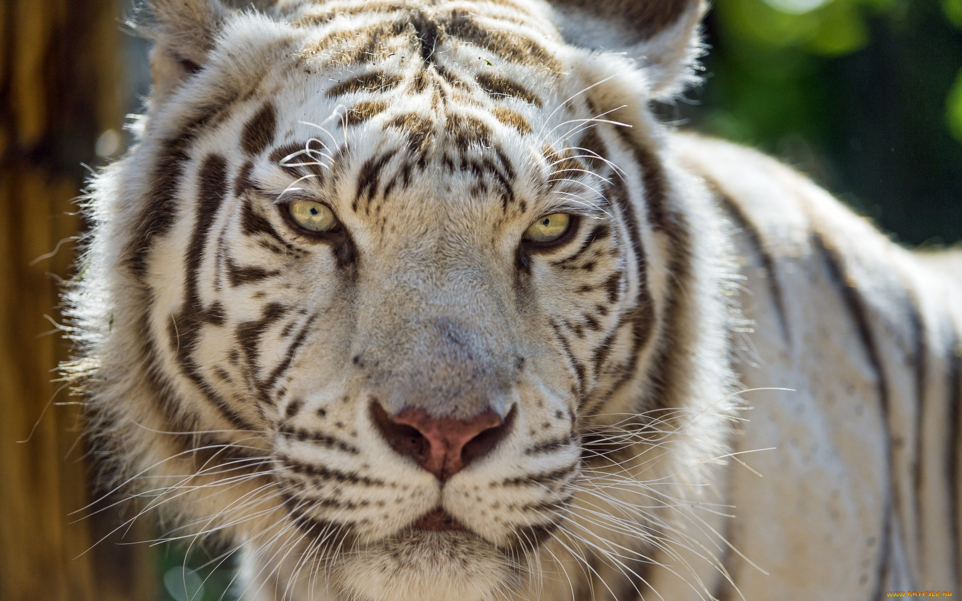 животные, тигры, морда