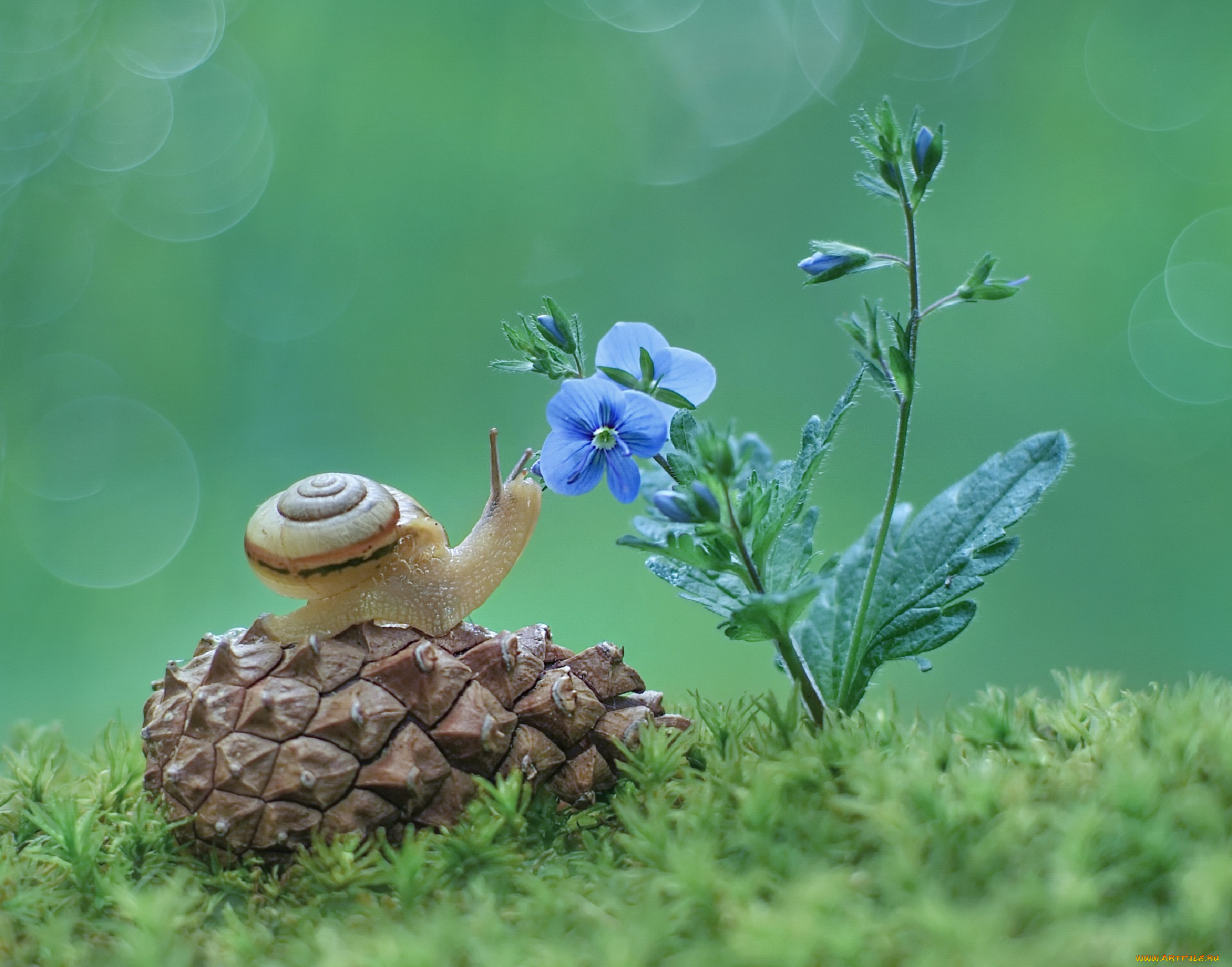 животные, улитки, шишка, улитка, фон, цветы, макро, трава