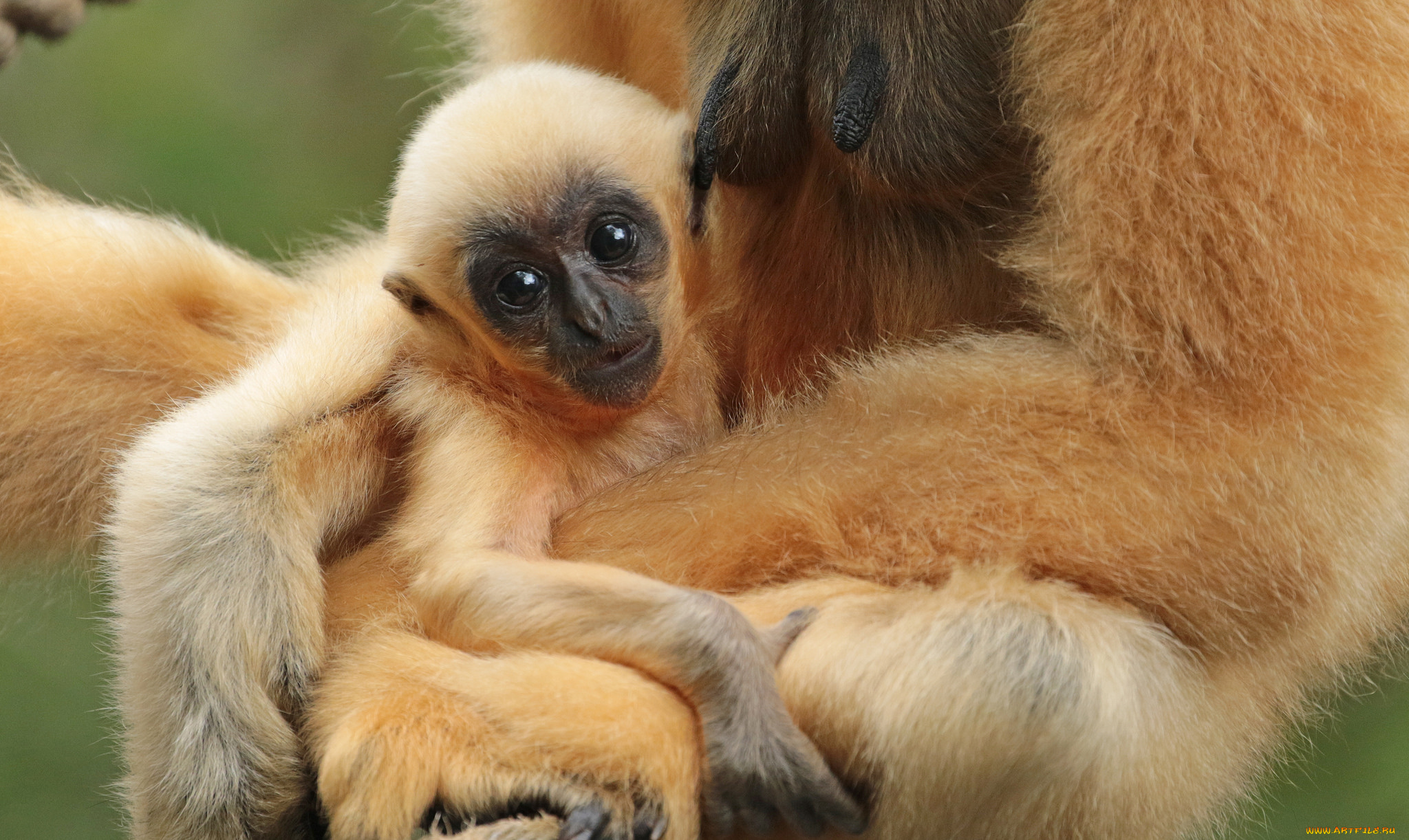 животные, обезьяны, животное, зоо, обезьяна, природа