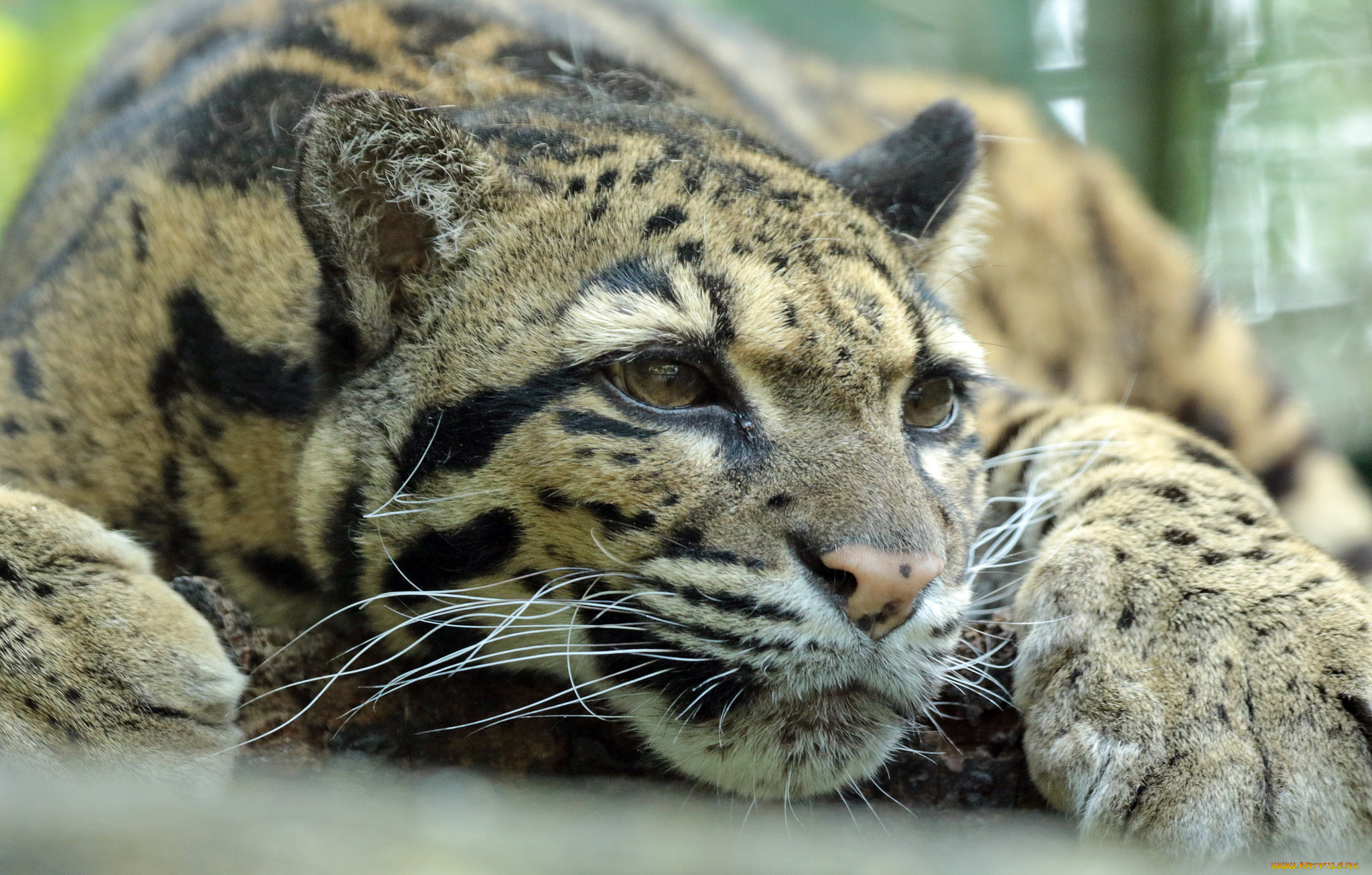животные, дымчатые, леопарды, зоо, природа, отдых, животное