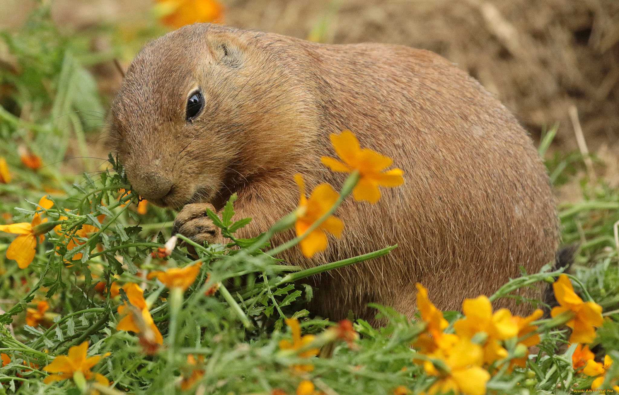 животные, -, другое, цветы, трава, природа, нутрия