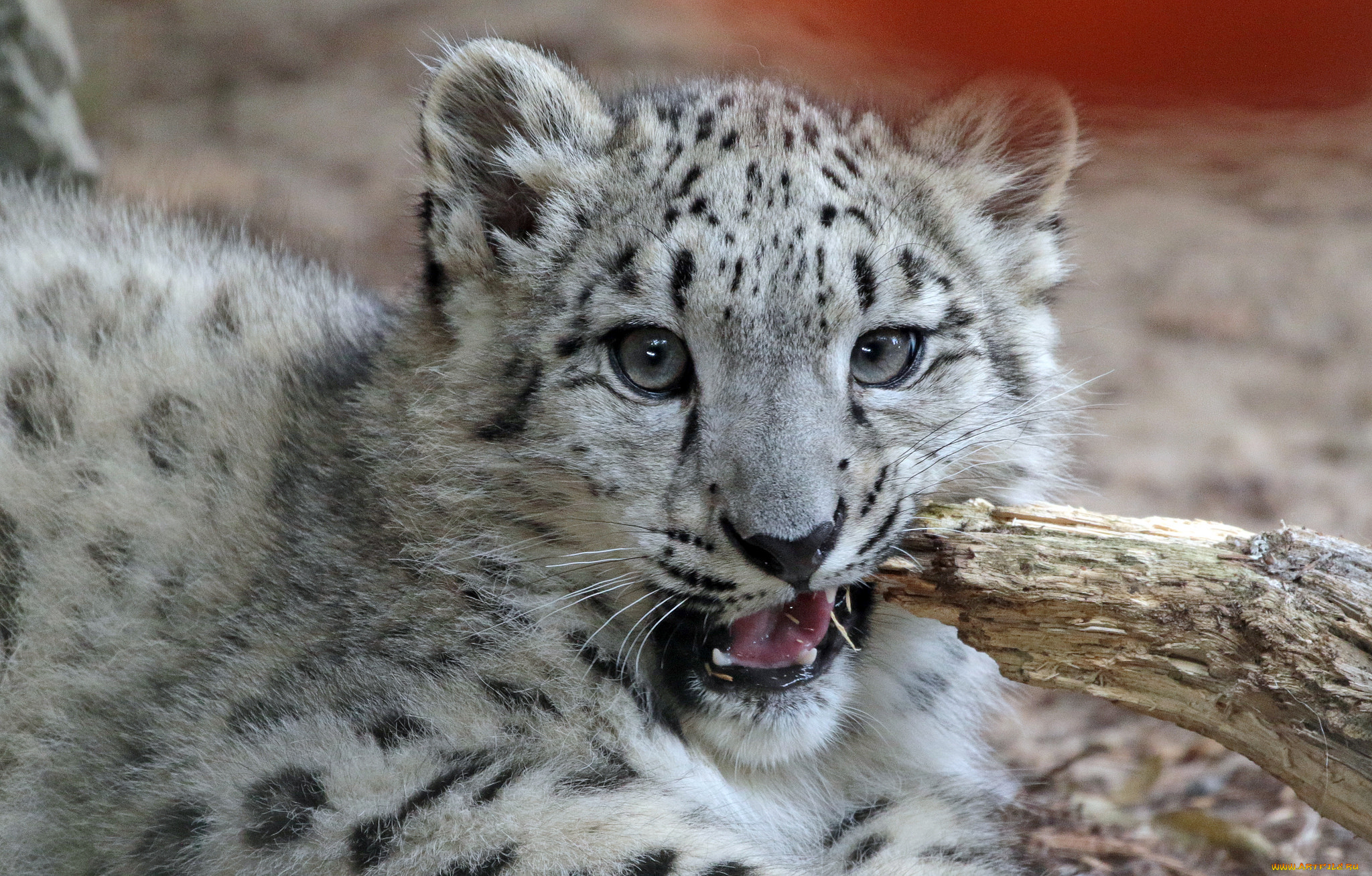 животные, снежный, барс, , ирбис, животное, кошка, природа, снежный, барс