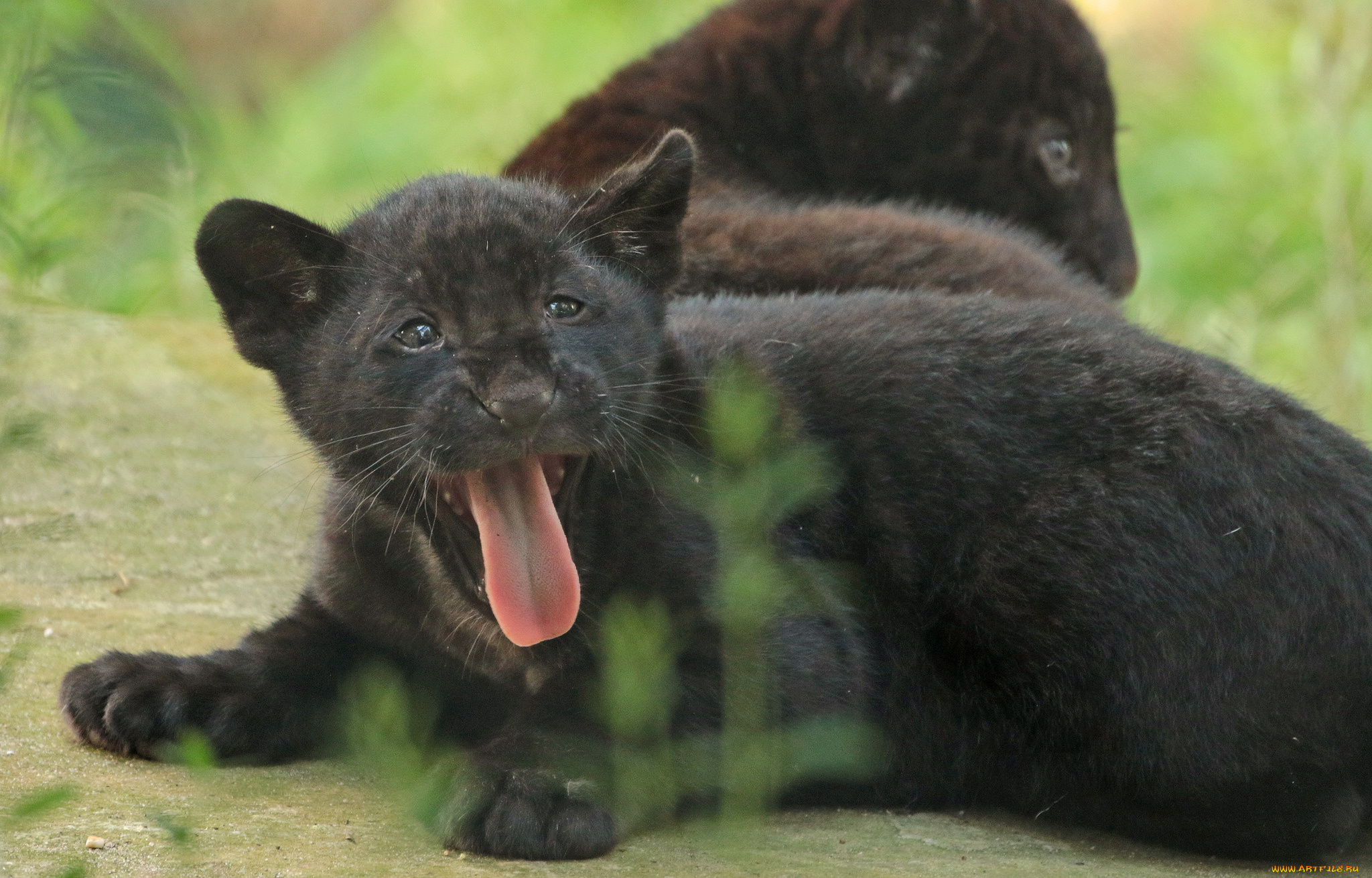 животные, Ягуары, отдых, животное, ягуар, природа