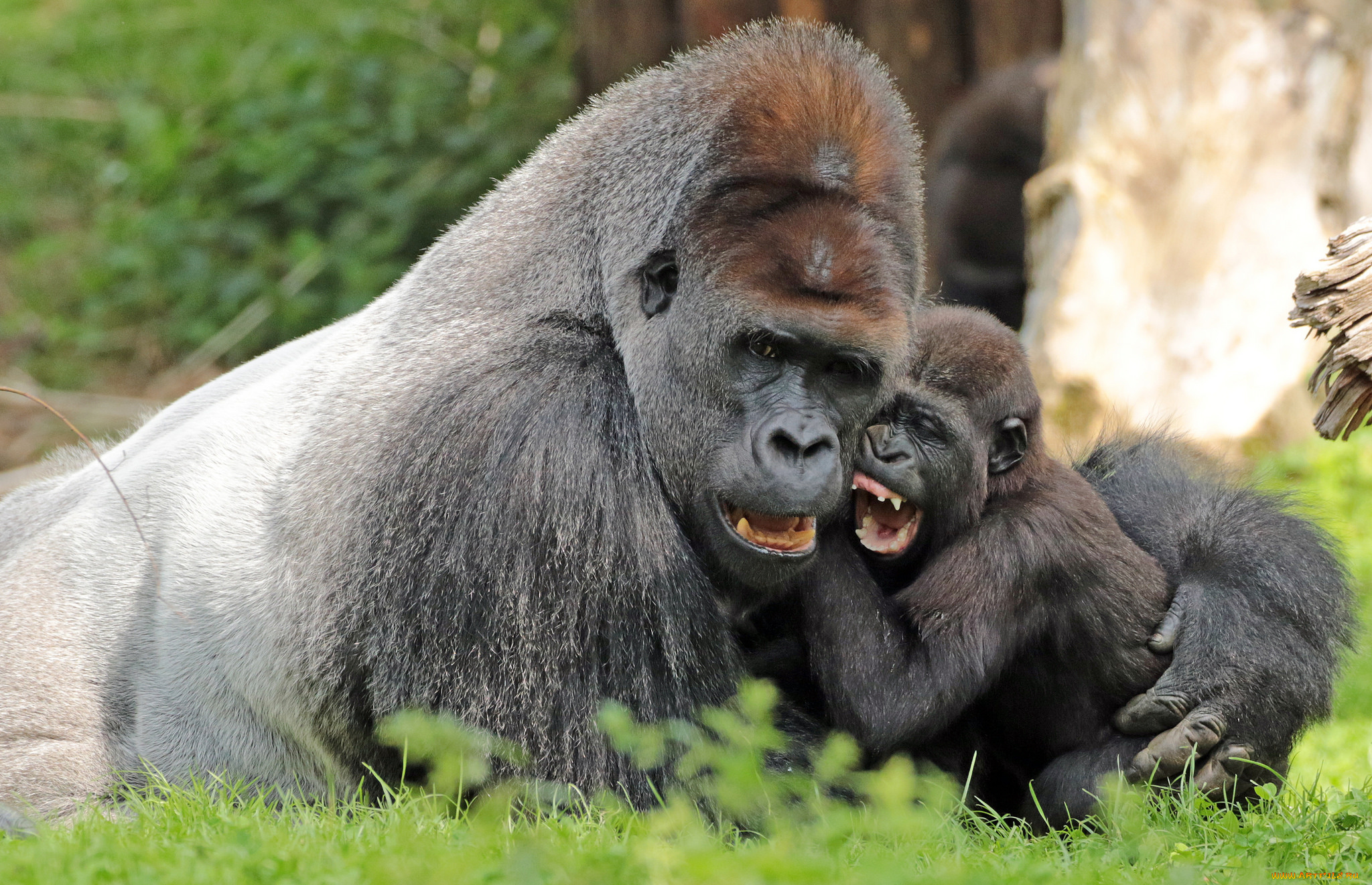 животные, обезьяны, мама, малыш, природа, зоо