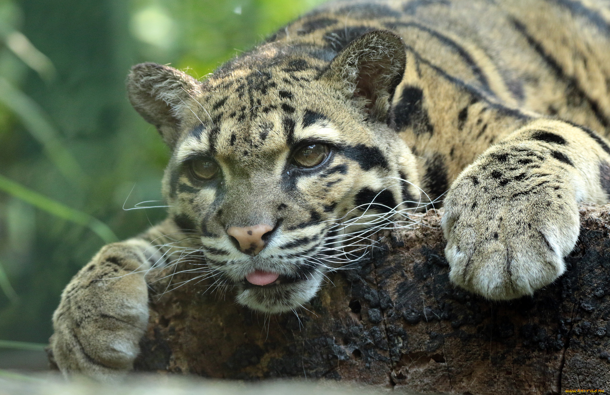 животные, дымчатые, леопарды, зоо, природа, отдых, животное