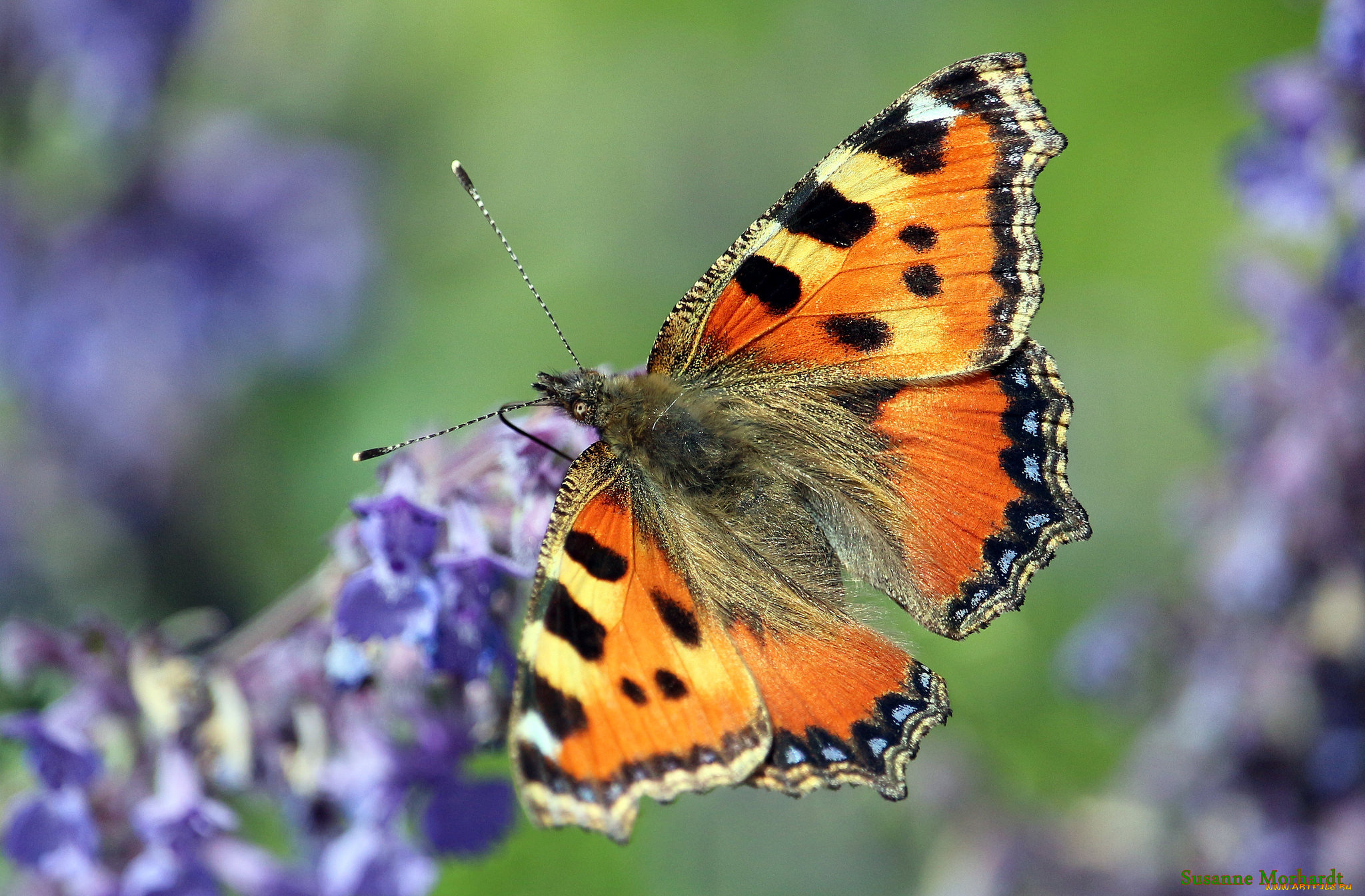 животные, бабочки, , мотыльки, , моли, бабочка