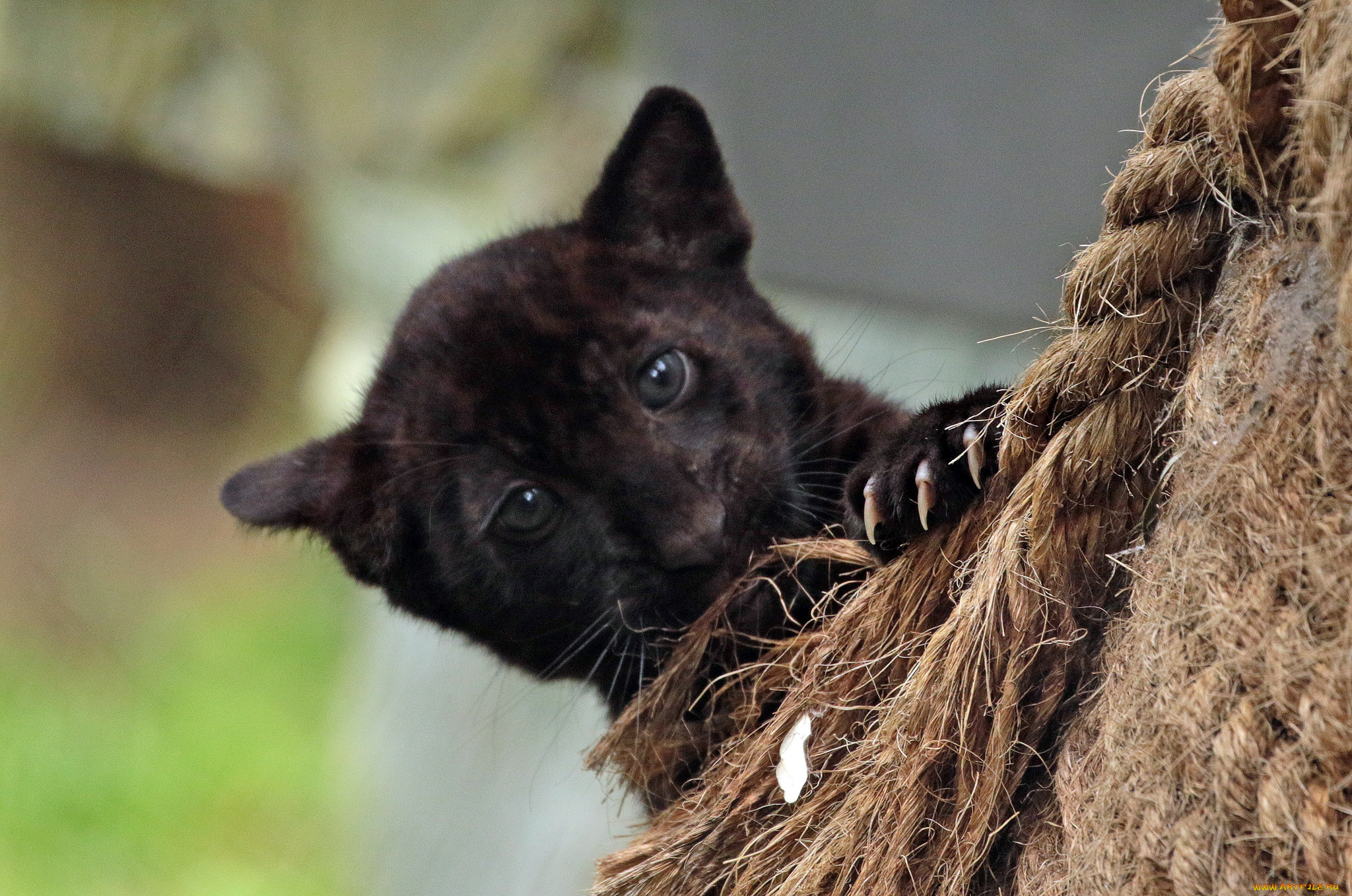 животные, Ягуары, отдых, животное, ягуар, природа