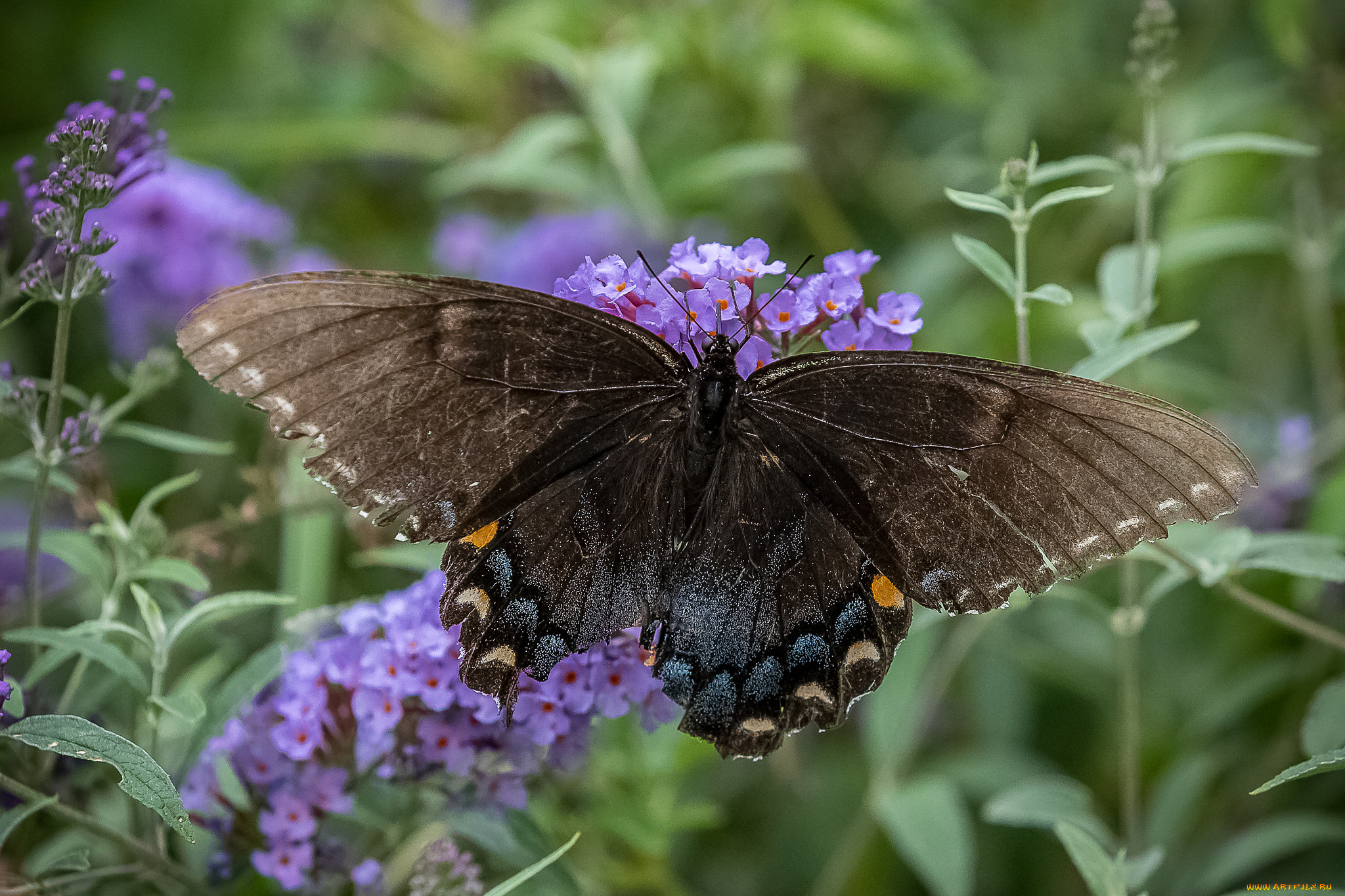 животные, бабочки, , мотыльки, , моли, бабочка