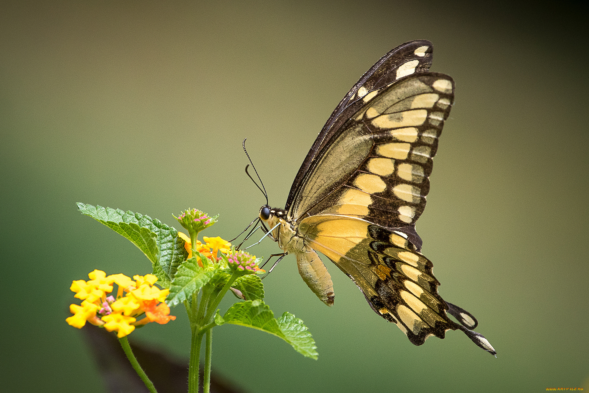 животные, бабочки, , мотыльки, , моли, бабочка