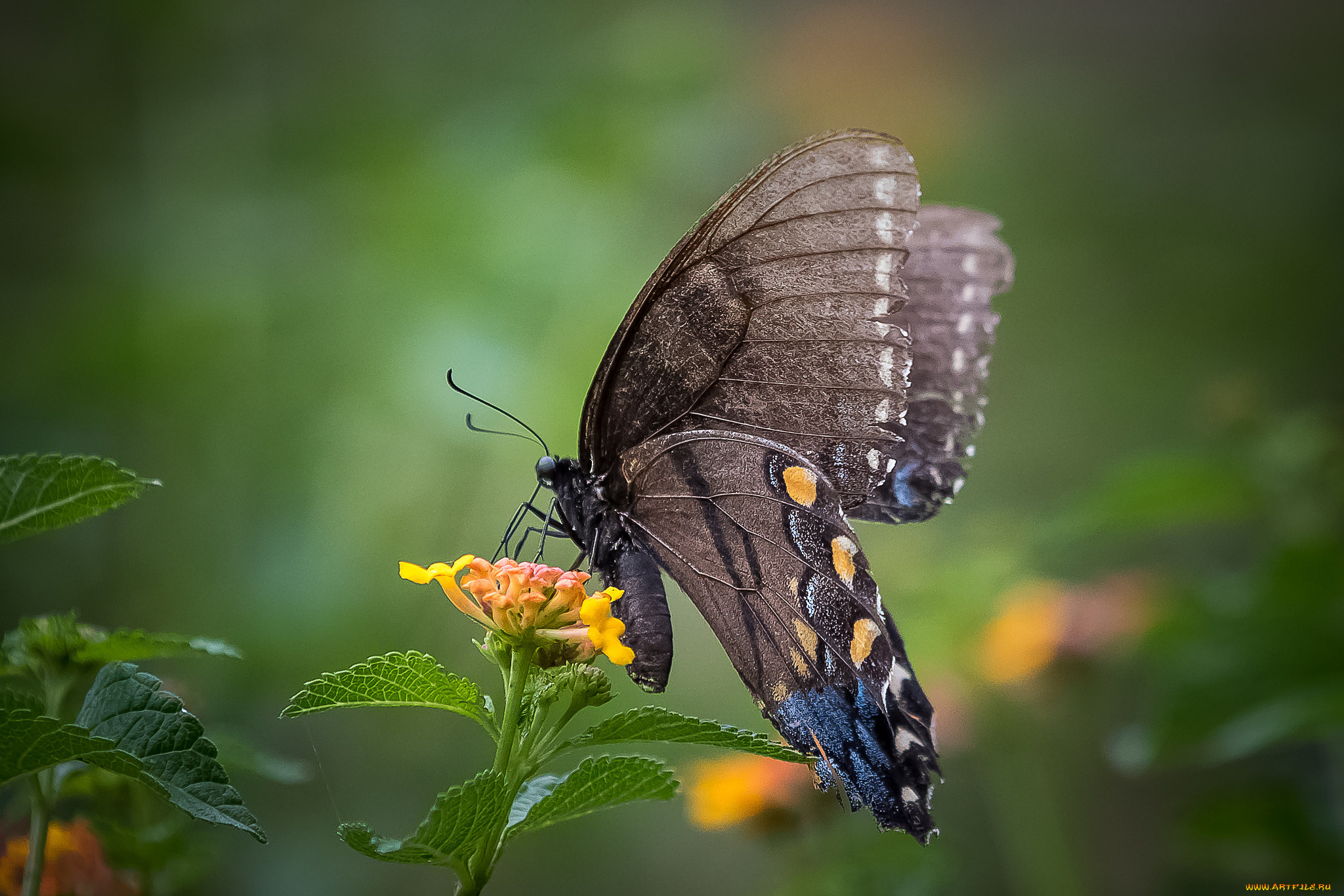 животные, бабочки, , мотыльки, , моли, бабочка