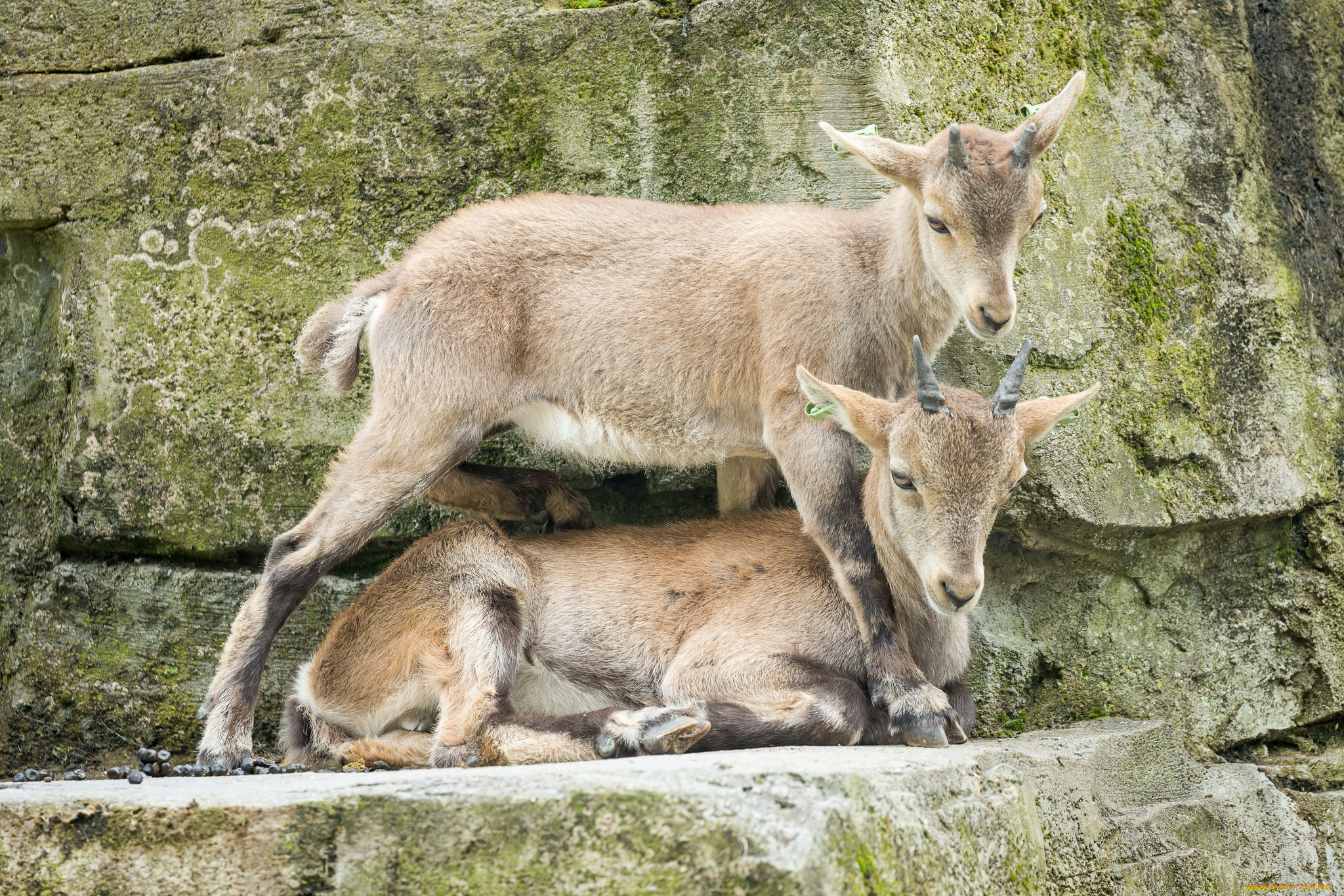 животные, козы, зоо, природа, камни, пара