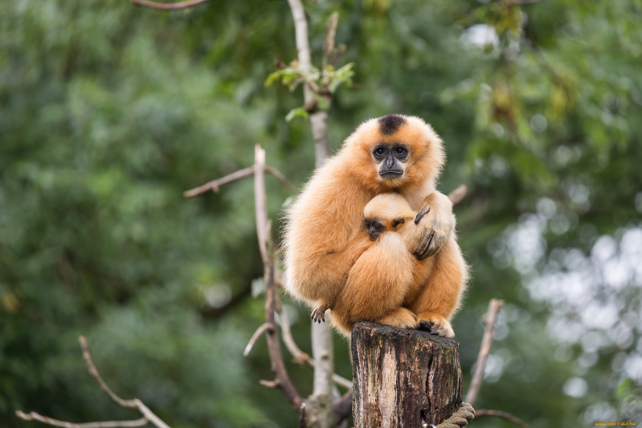 животные, обезьяны, пень, зоо, природа
