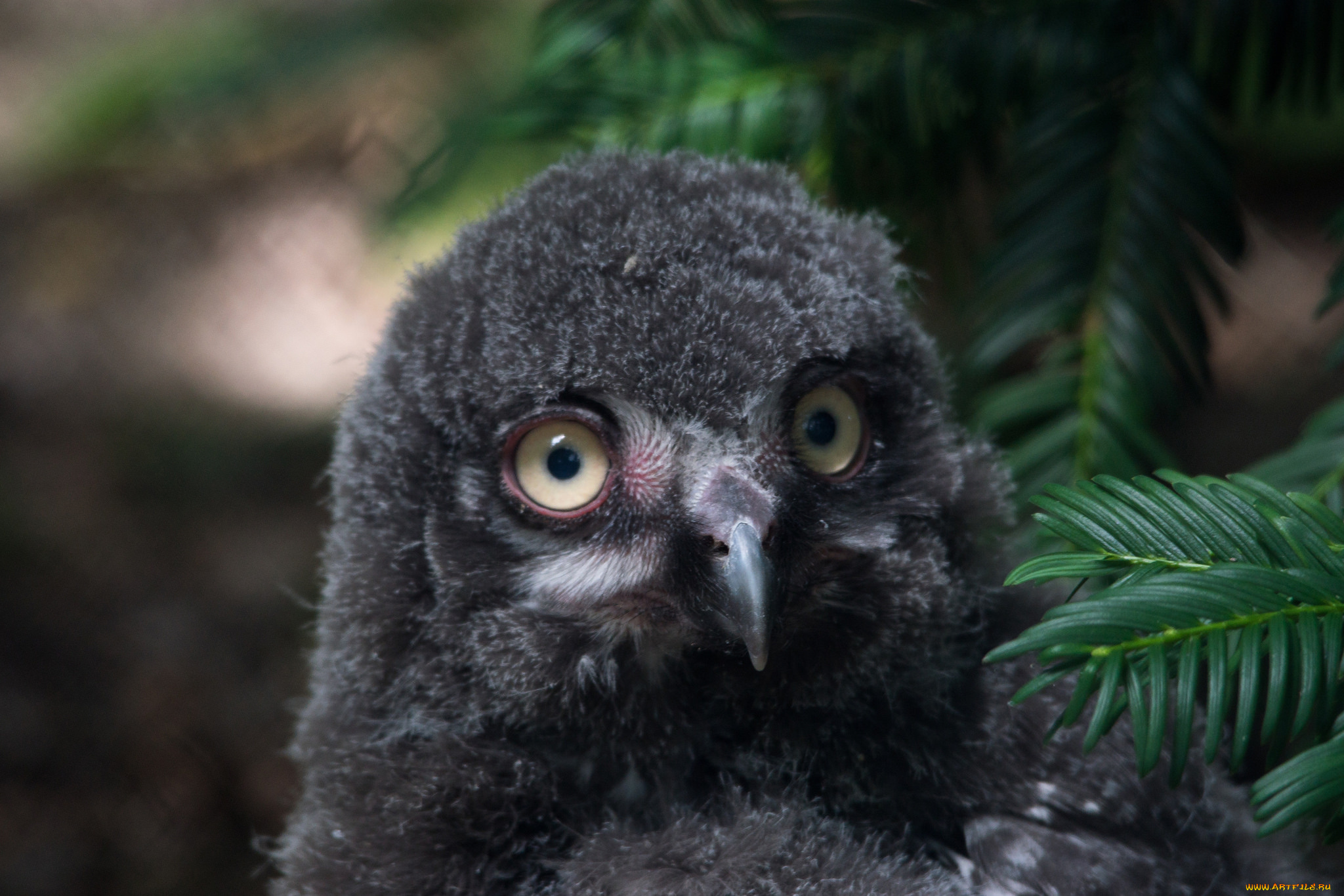 животные, совы, птица, сова, перья, окрас