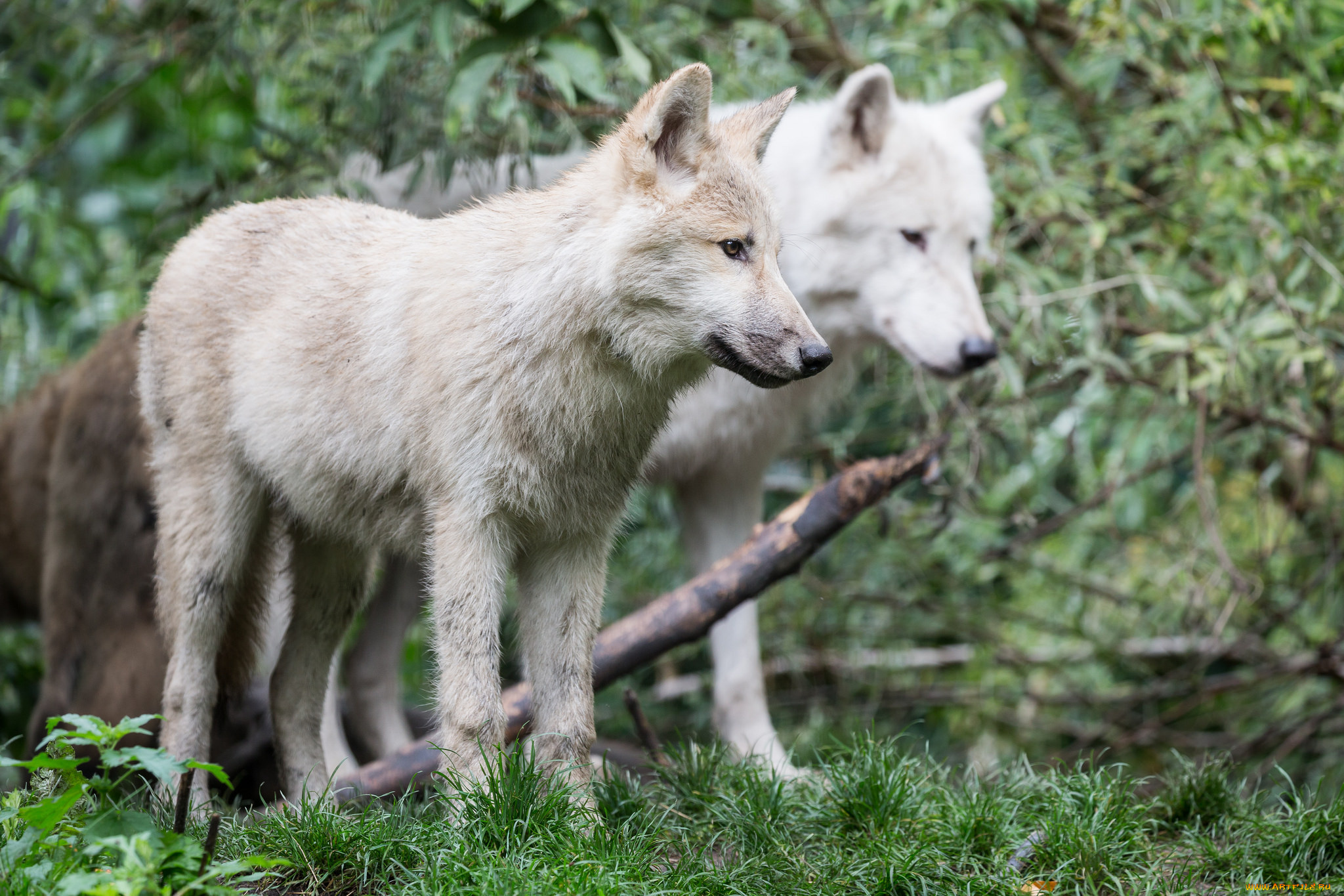 животные, волки, , койоты, , шакалы, природа, лес, белые