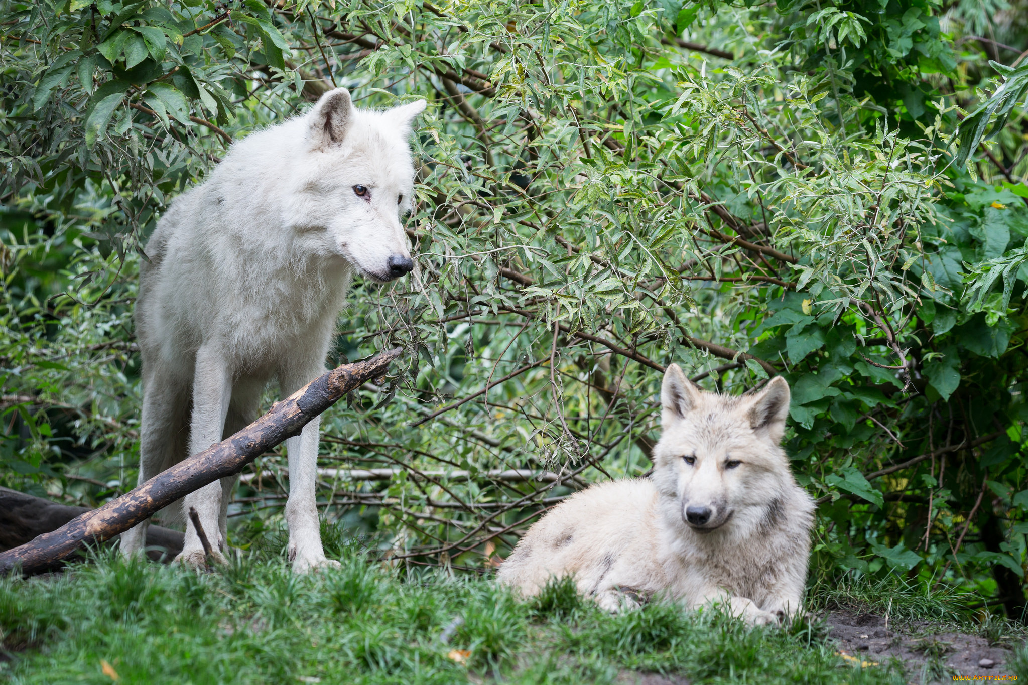 животные, волки, , койоты, , шакалы, природа, лес, белые