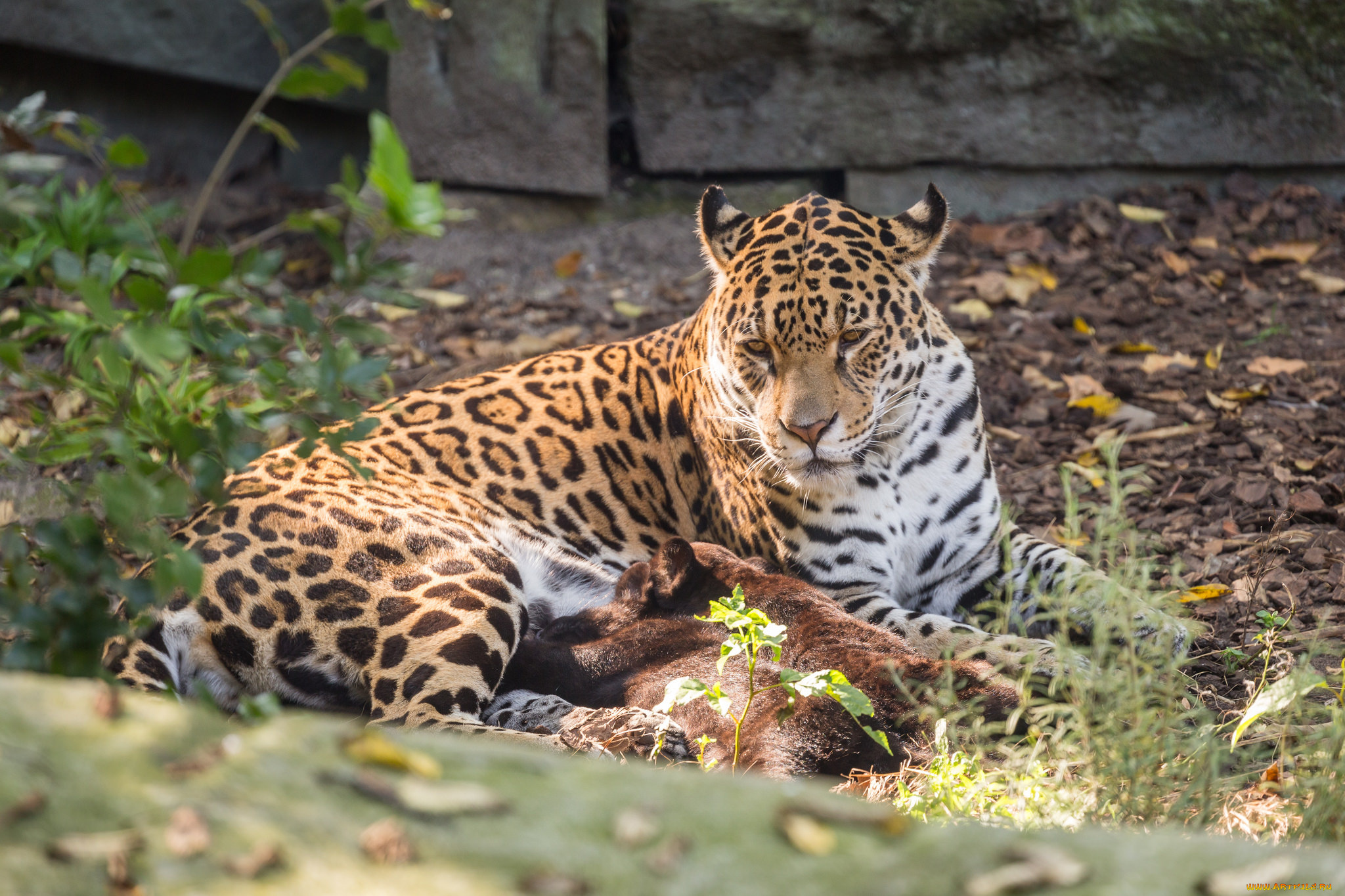 животные, Ягуары, мама, ягуары, малыш, зоо, природа, семья