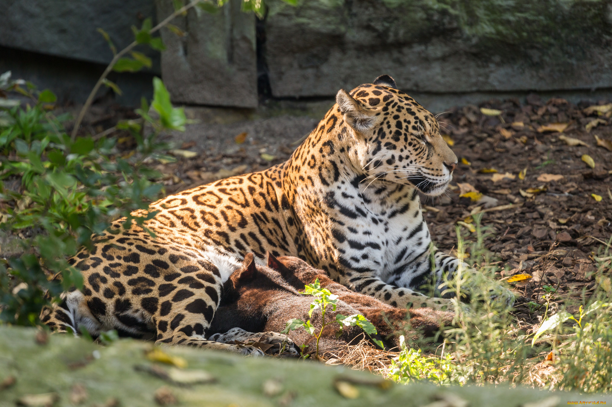 животные, Ягуары, мама, зоо, малыш, ягуары, семья, природа