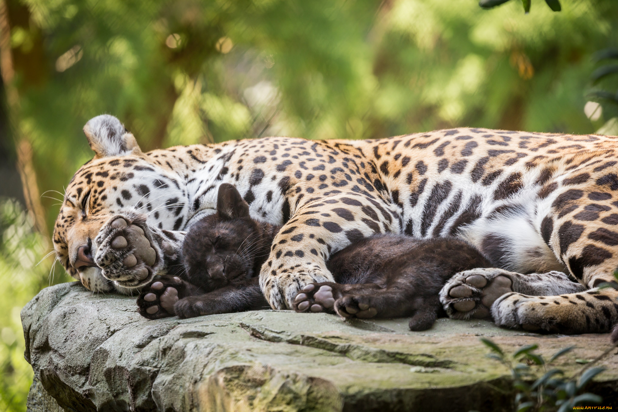 животные, Ягуары, взгляд, морда, кошка, ягуар